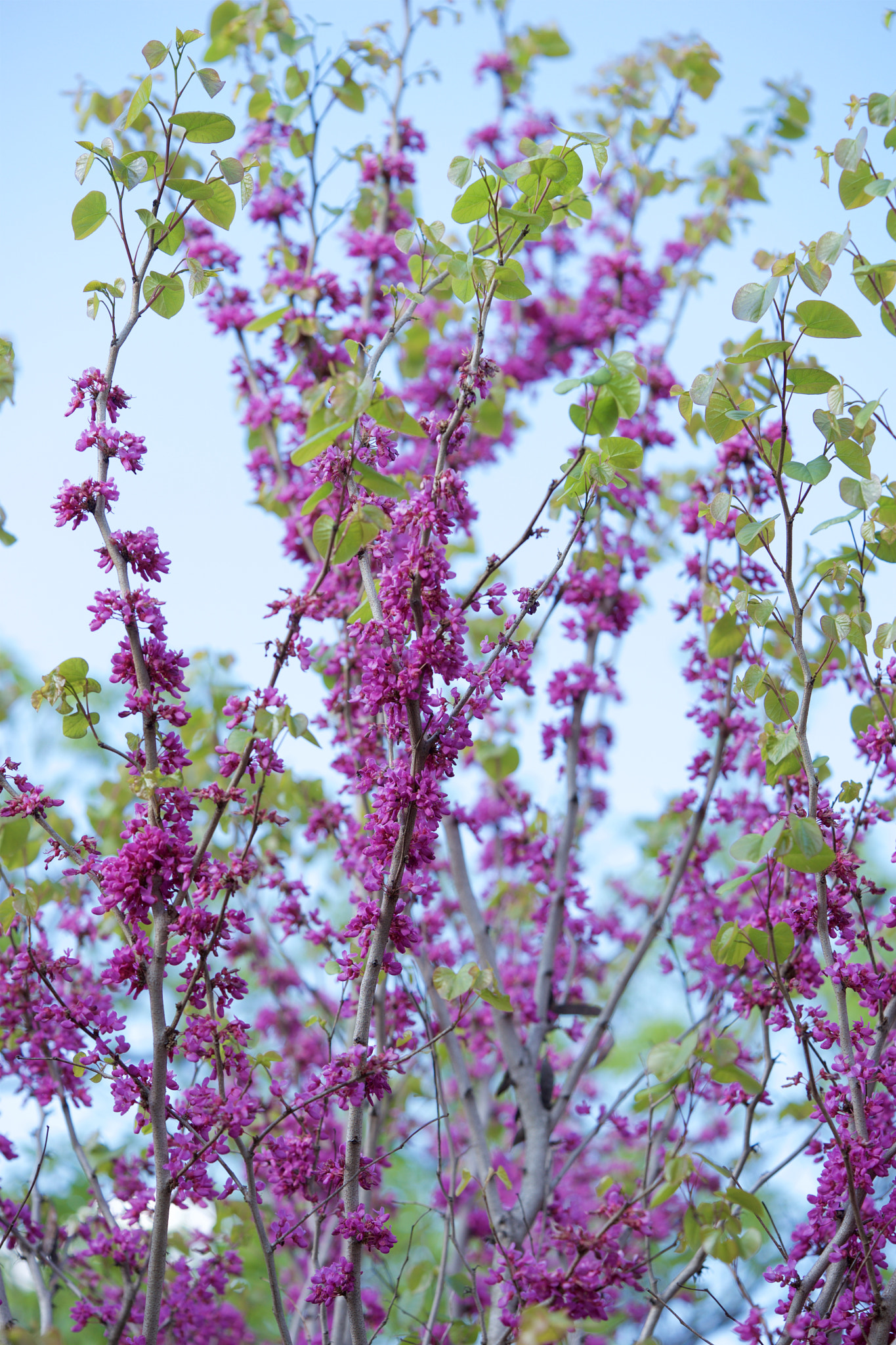 Sony a7 + Sony FE 90mm F2.8 Macro G OSS sample photo. Flowers 4891 photography