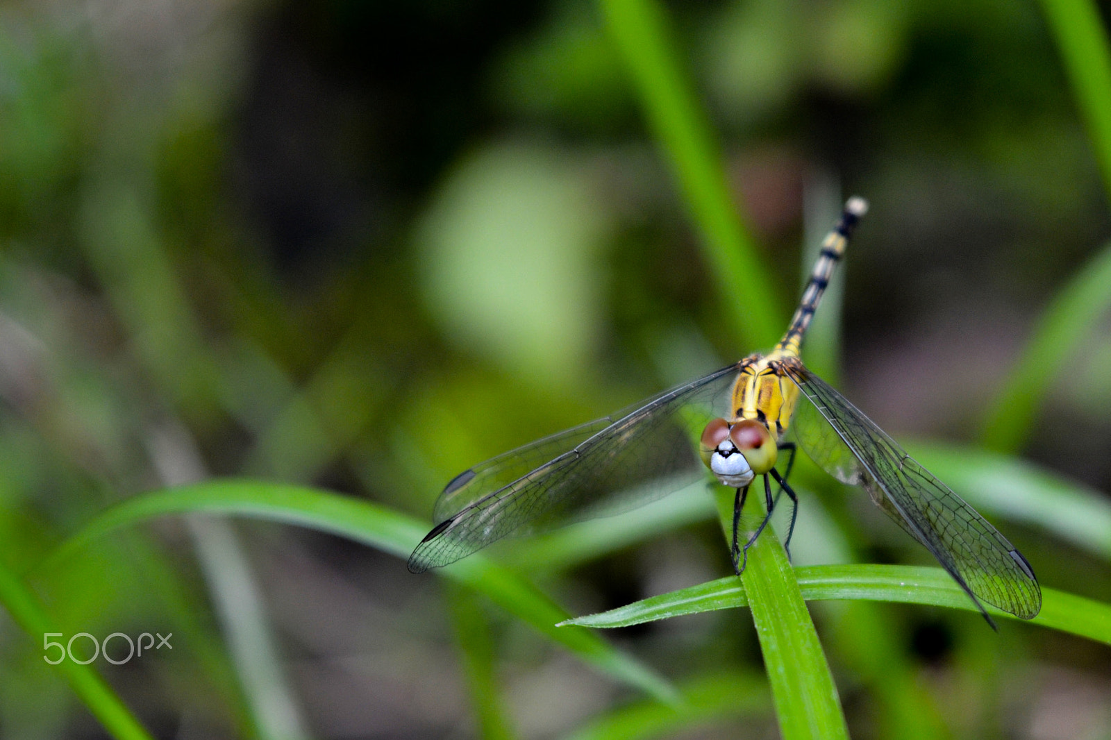 Nikon D3100 sample photo. Dragonfly photography