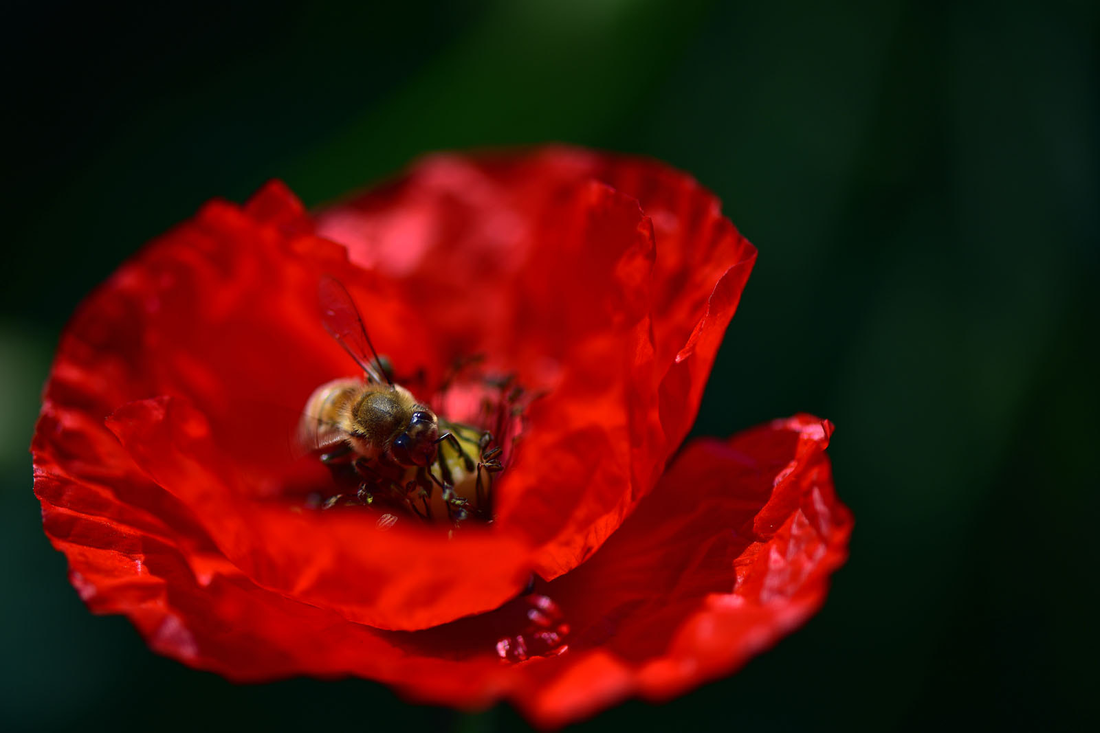 Nikon AF-S Micro-Nikkor 105mm F2.8G IF-ED VR sample photo. Your eyes... photography