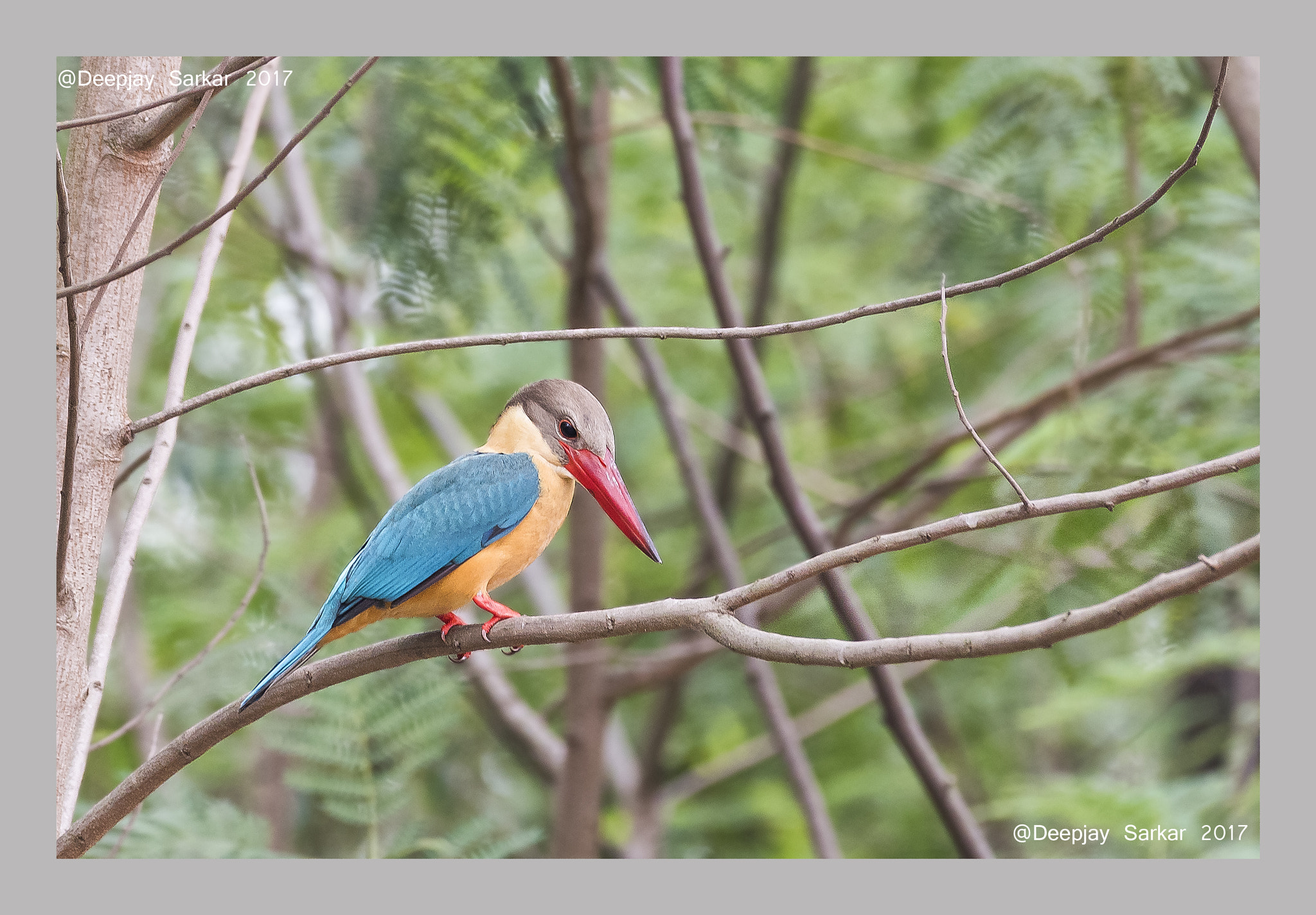 Nikon AF-S Nikkor 200-500mm F5.6E ED VR sample photo. Stork-billed kingfisher photography