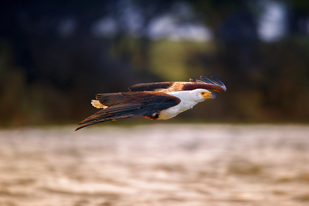 Nikon D3S sample photo. Flying fish eagle photography