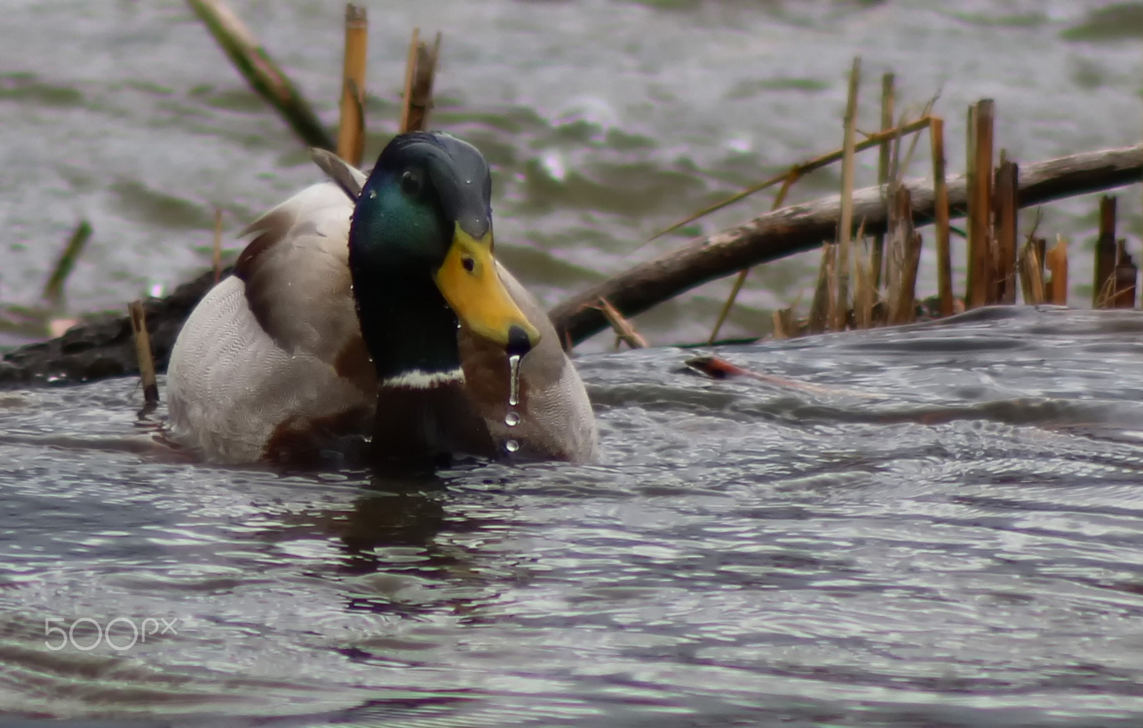 Canon EOS 760D (EOS Rebel T6s / EOS 8000D) sample photo. Canard colvert photography