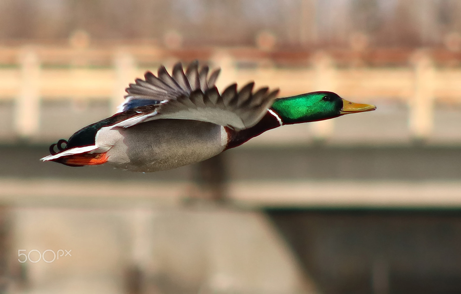 Canon EOS 760D (EOS Rebel T6s / EOS 8000D) sample photo. Canard colvert photography