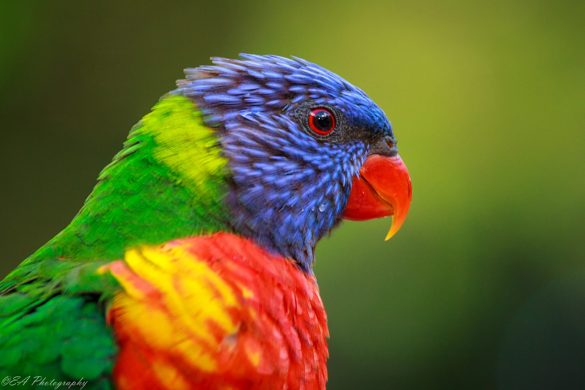 Canon EOS 7D + Canon EF 70-200mm F4L IS USM sample photo. Rainbow lorikeet photography