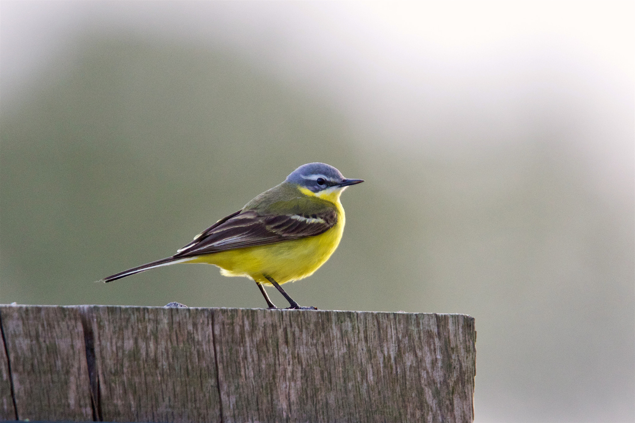 Tamron SP 150-600mm F5-6.3 Di VC USD sample photo. Gele kwikstaart - motacilla flava photography