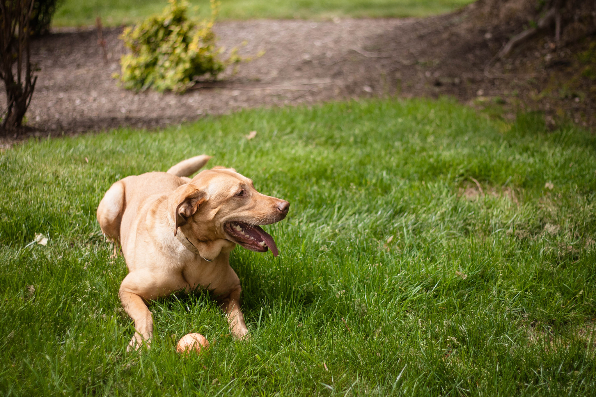 Canon EOS 400D (EOS Digital Rebel XTi / EOS Kiss Digital X) sample photo. Sage chillin in the lawn photography
