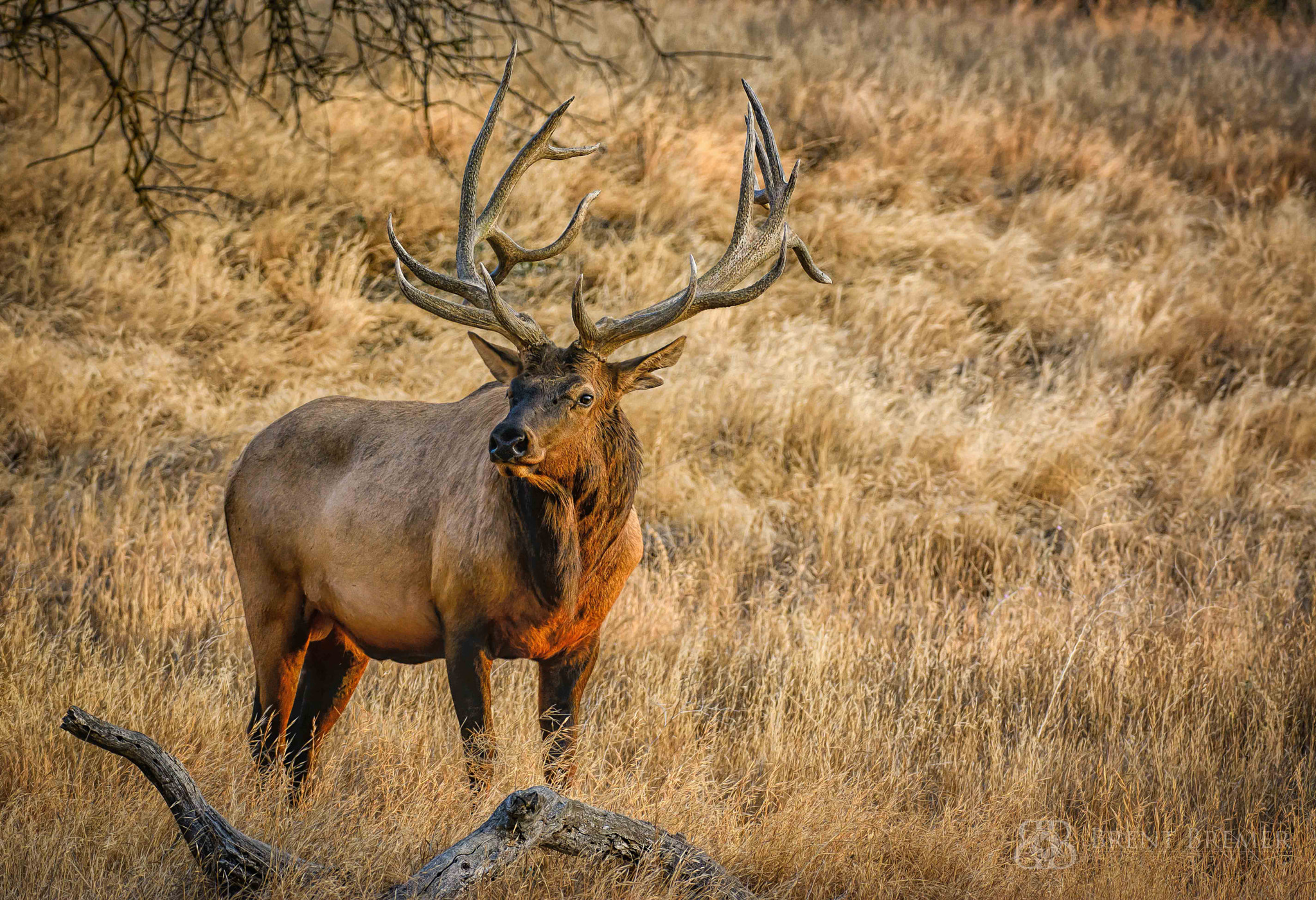 Nikon D7100 sample photo. Sunrise elk photography