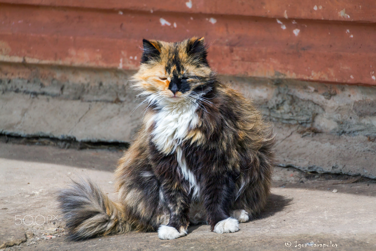 Canon EF 70-300mm F4-5.6L IS USM sample photo. Equanimity photography