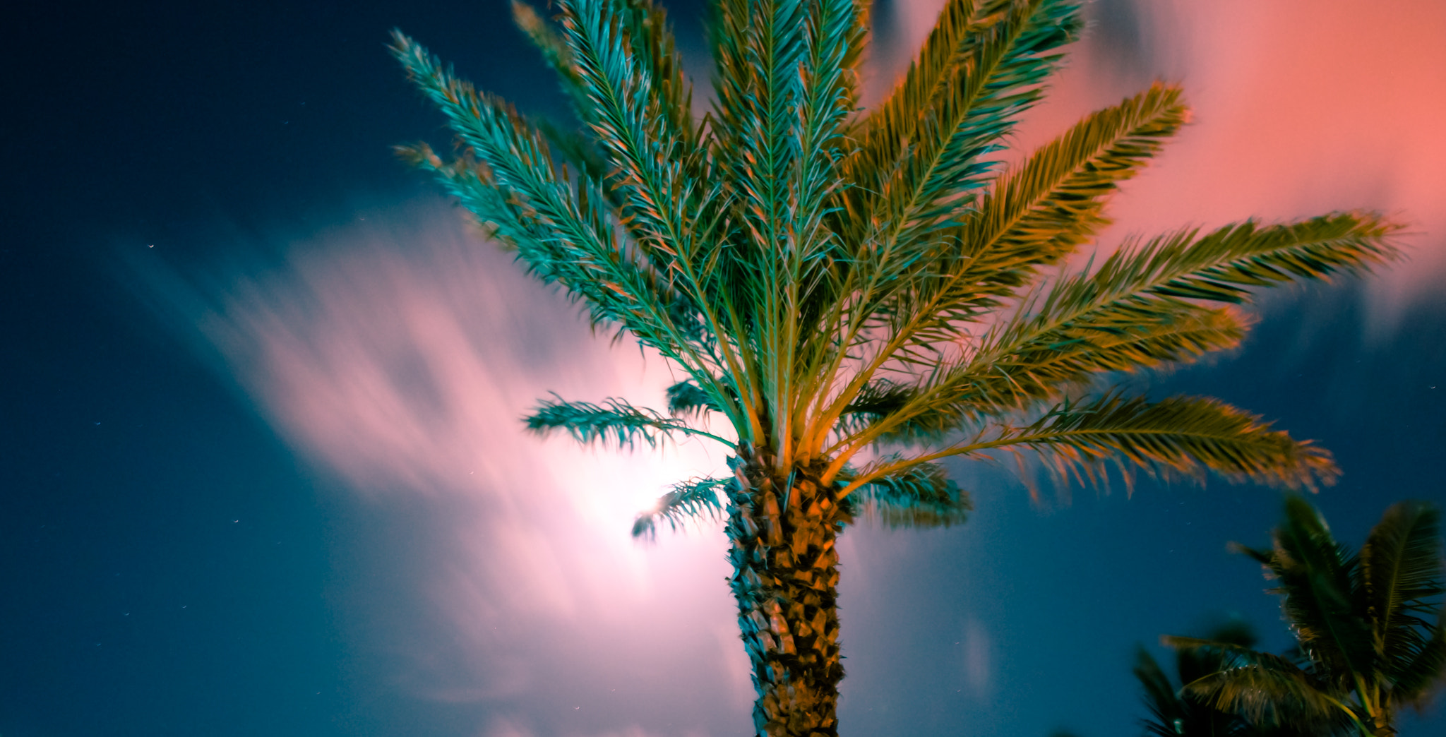 Sony SLT-A77 + Sony DT 16-50mm F2.8 SSM sample photo. Moonlit palm photography