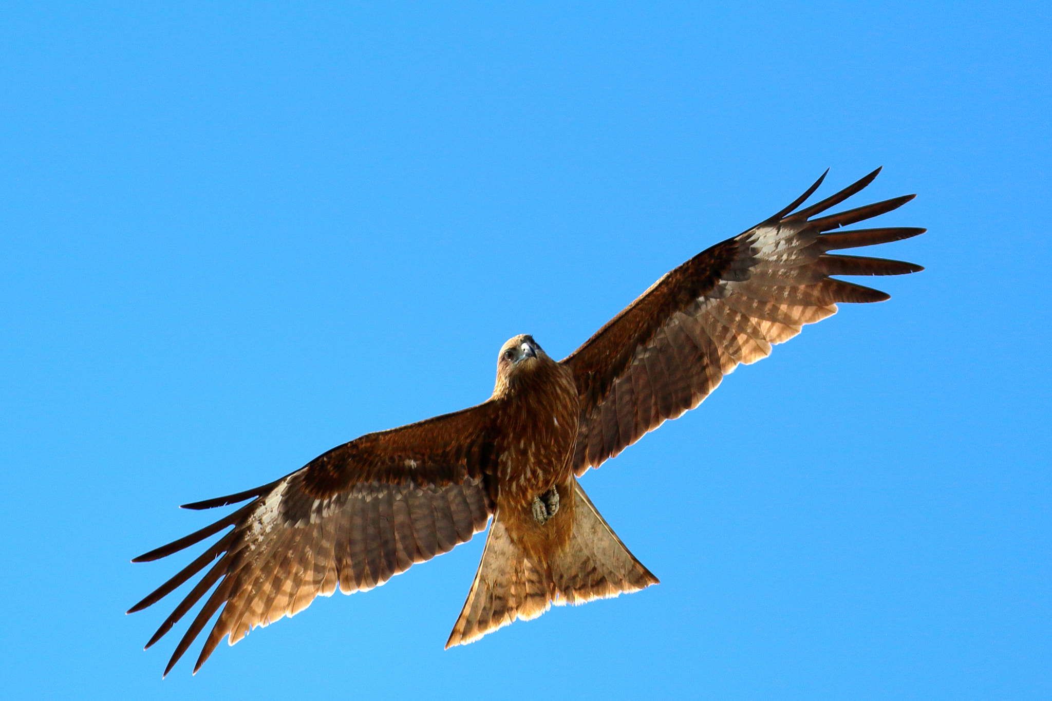 Canon EOS 100D (EOS Rebel SL1 / EOS Kiss X7) sample photo. Bird photography