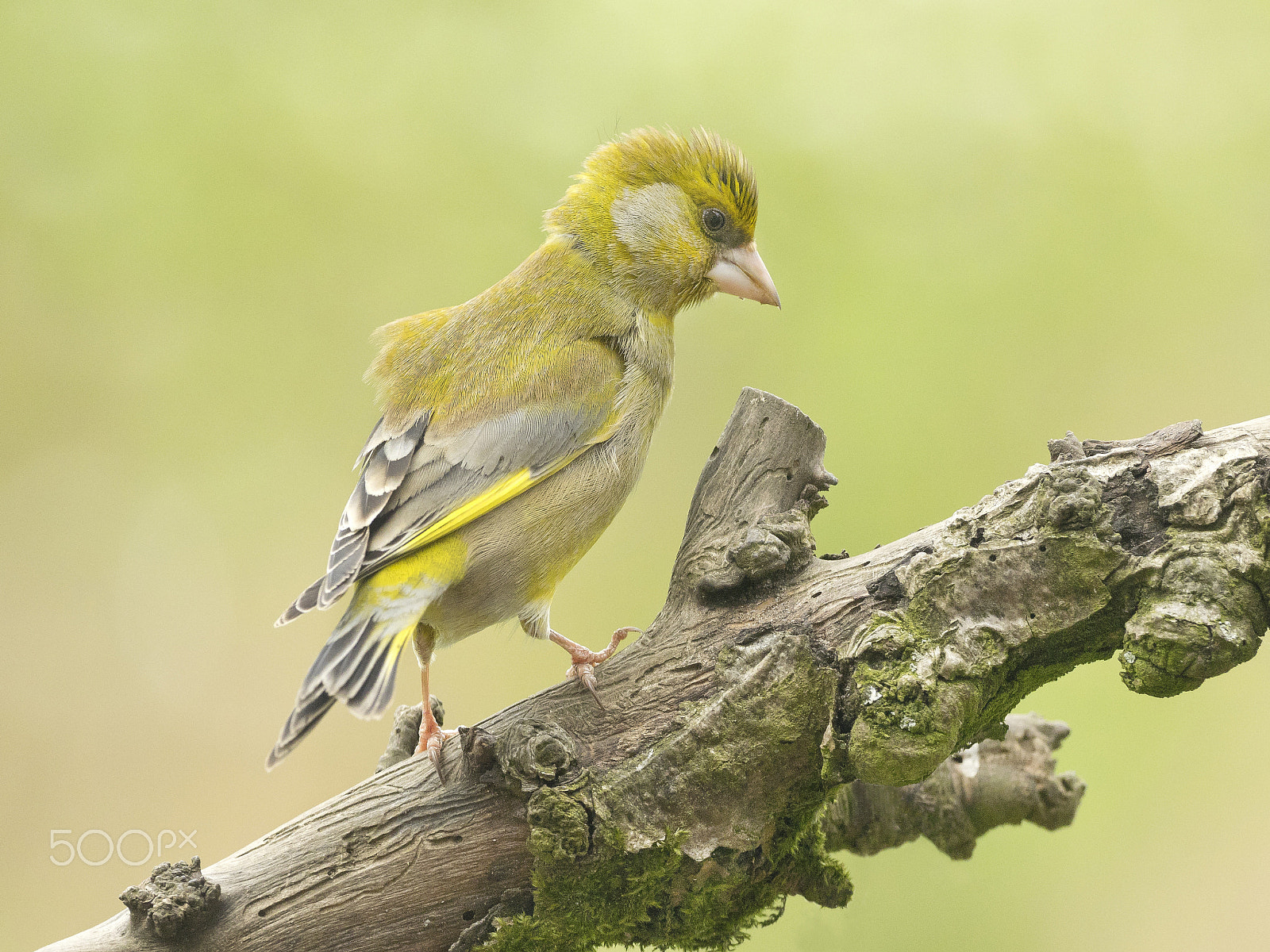 OLYMPUS M.300mm F4.0 sample photo. Greenfinch photography