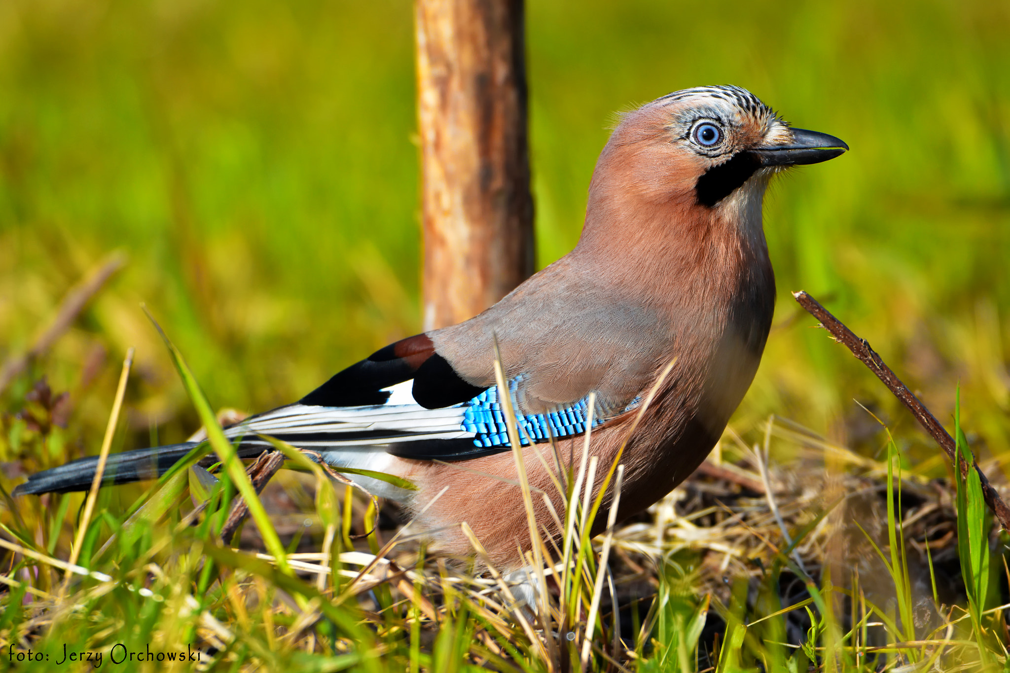 Nikon D7100 sample photo. Sójka (garrulus glandarius) – gatunek średniego ptaka z rodziny krukowatych (corvidae). poland photography