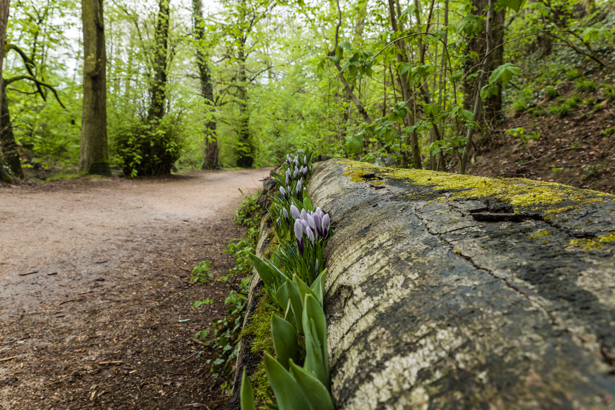 Canon EOS 5DS + Sigma 24-70mm F2.8 EX DG Macro sample photo. Crocus growing in a tree photography