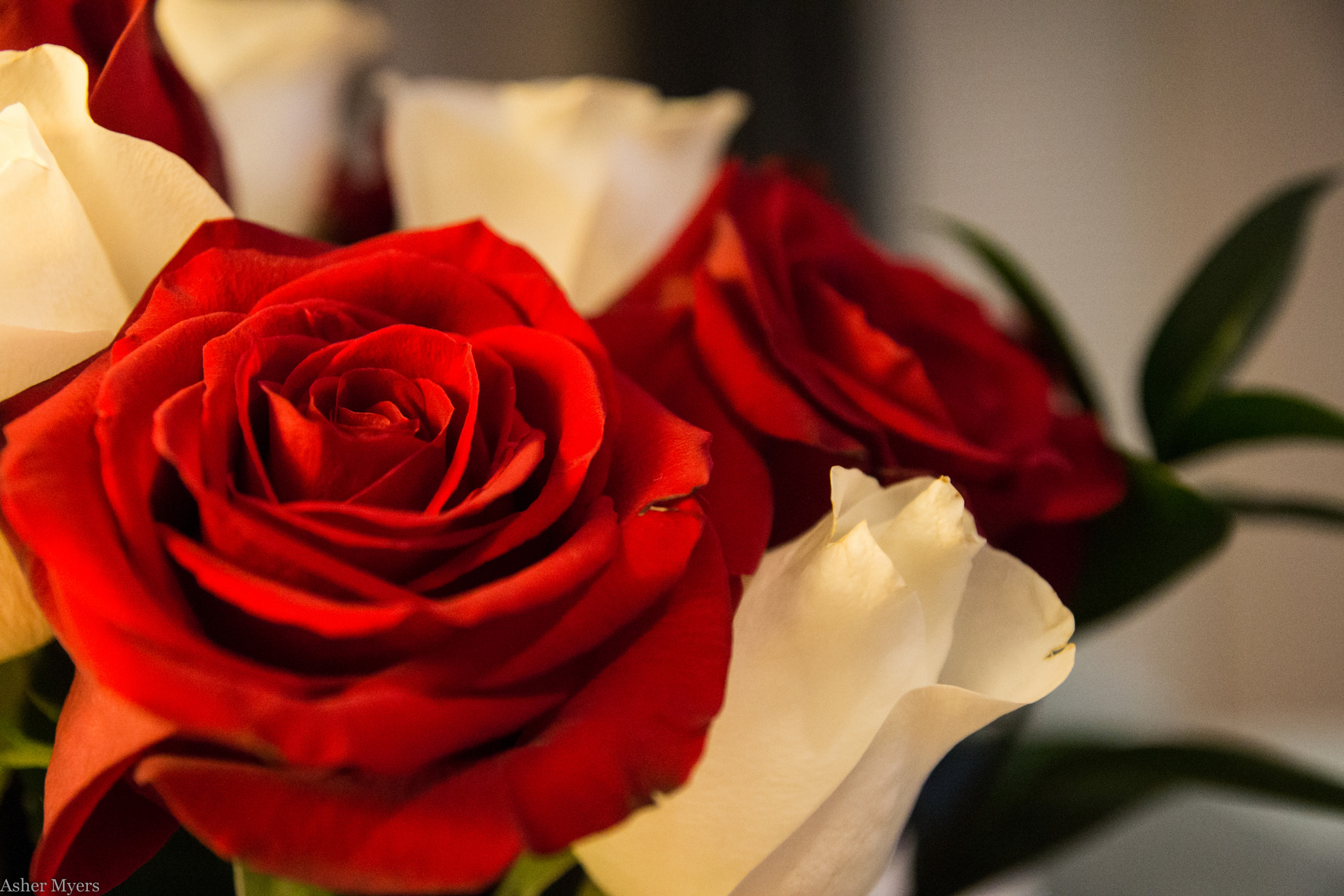 Sony SLT-A77 + Sony DT 16-50mm F2.8 SSM sample photo. Roses photography