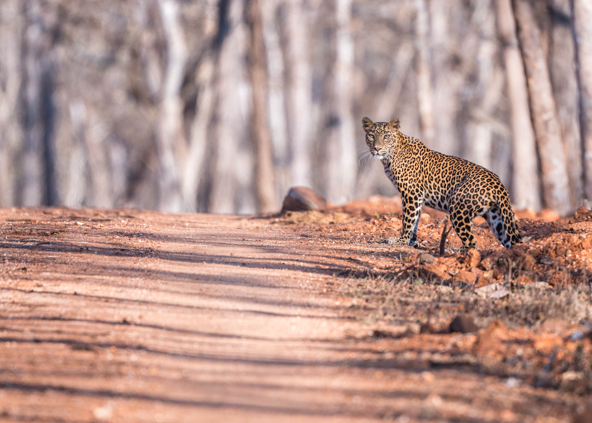 Canon EOS 70D + Canon EF 500mm F4L IS USM sample photo. Leopard photography