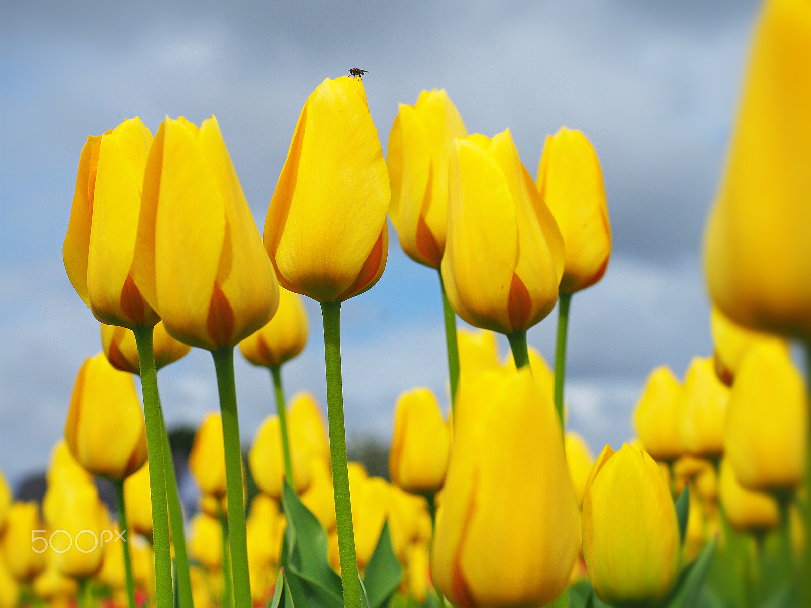 Olympus M.Zuiko Digital ED 12-40mm F2.8 Pro sample photo. Tulips in the netherlands photography