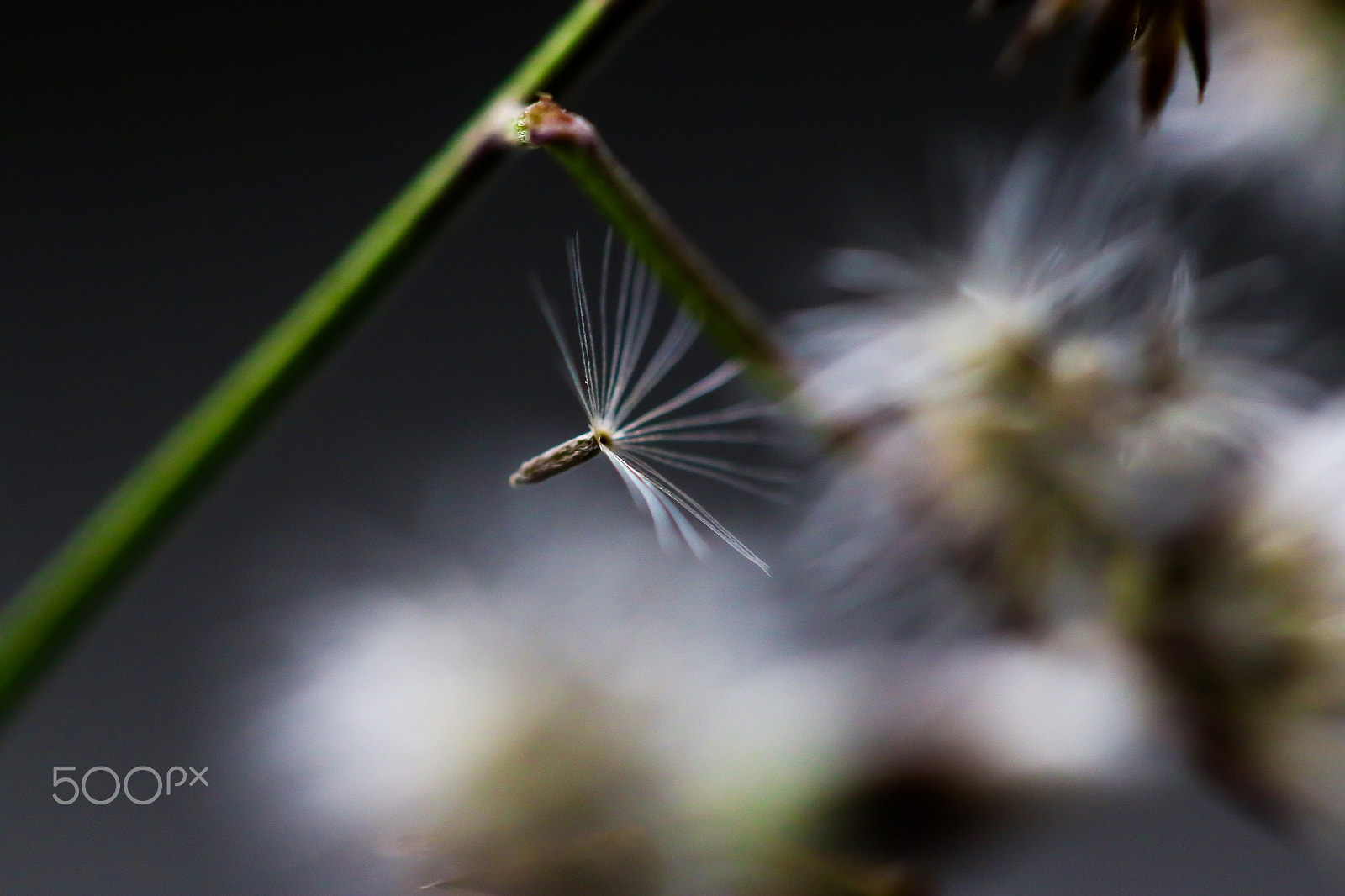 Canon EF 100mm F2.8L Macro IS USM sample photo. Wild flower photography