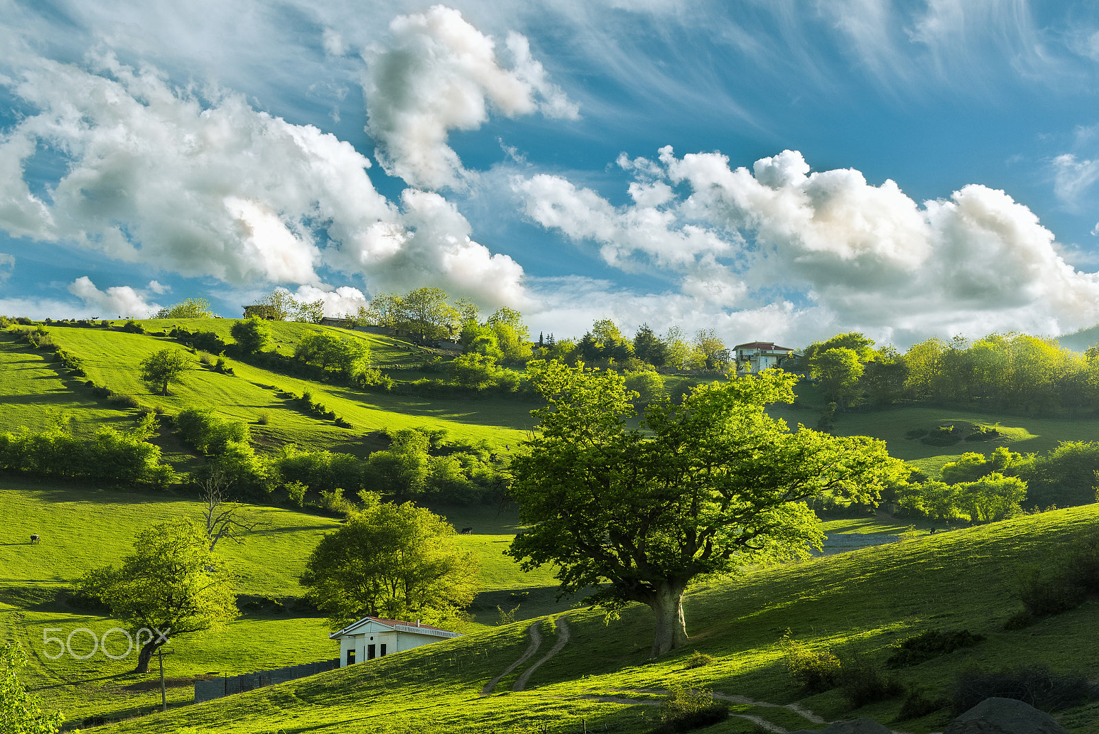 Nikon AF-S Nikkor 24-120mm F4G ED VR sample photo. Kelardasht fields photography