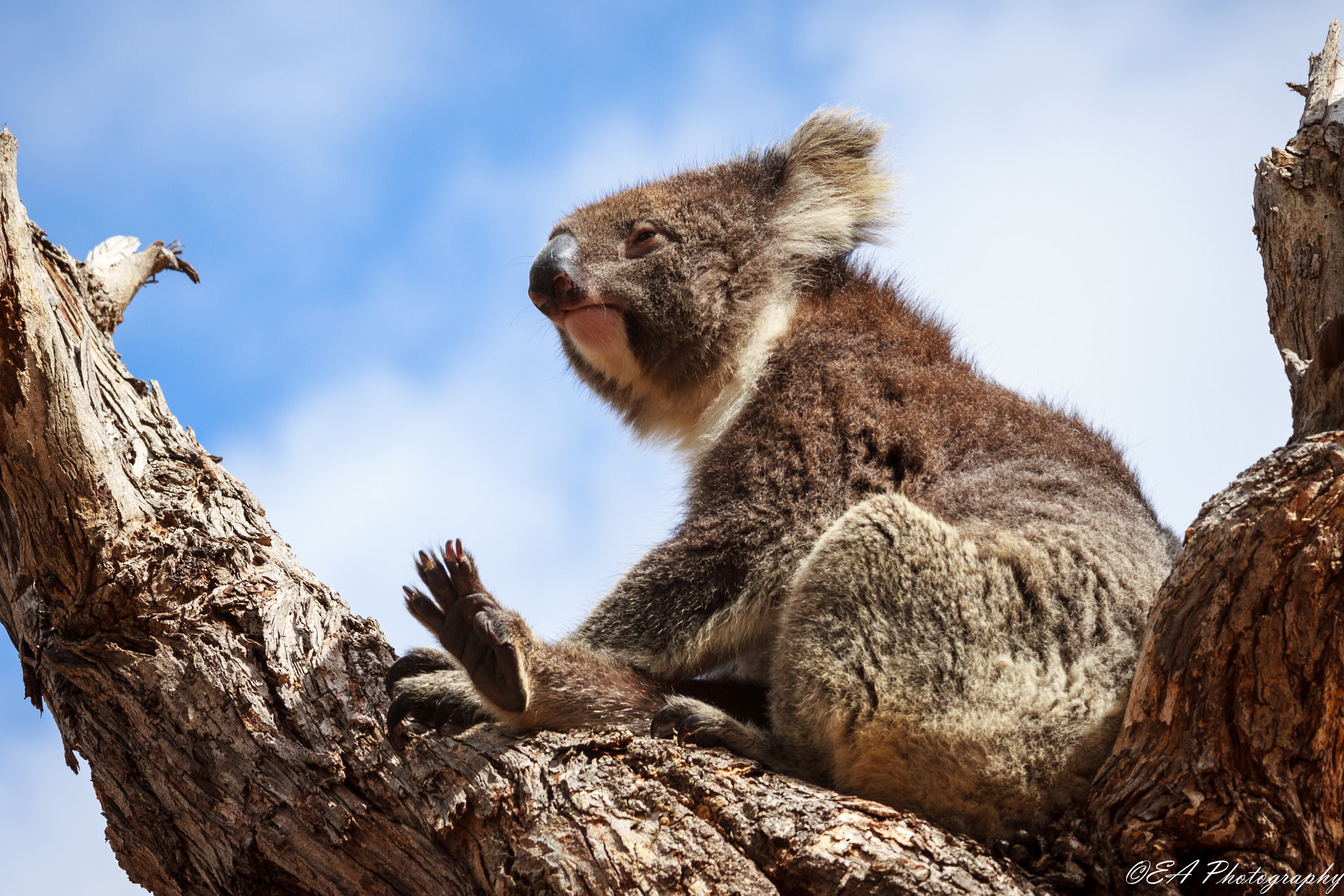 Canon EOS 7D + Canon EF 70-200mm F4L IS USM sample photo. Koala photography