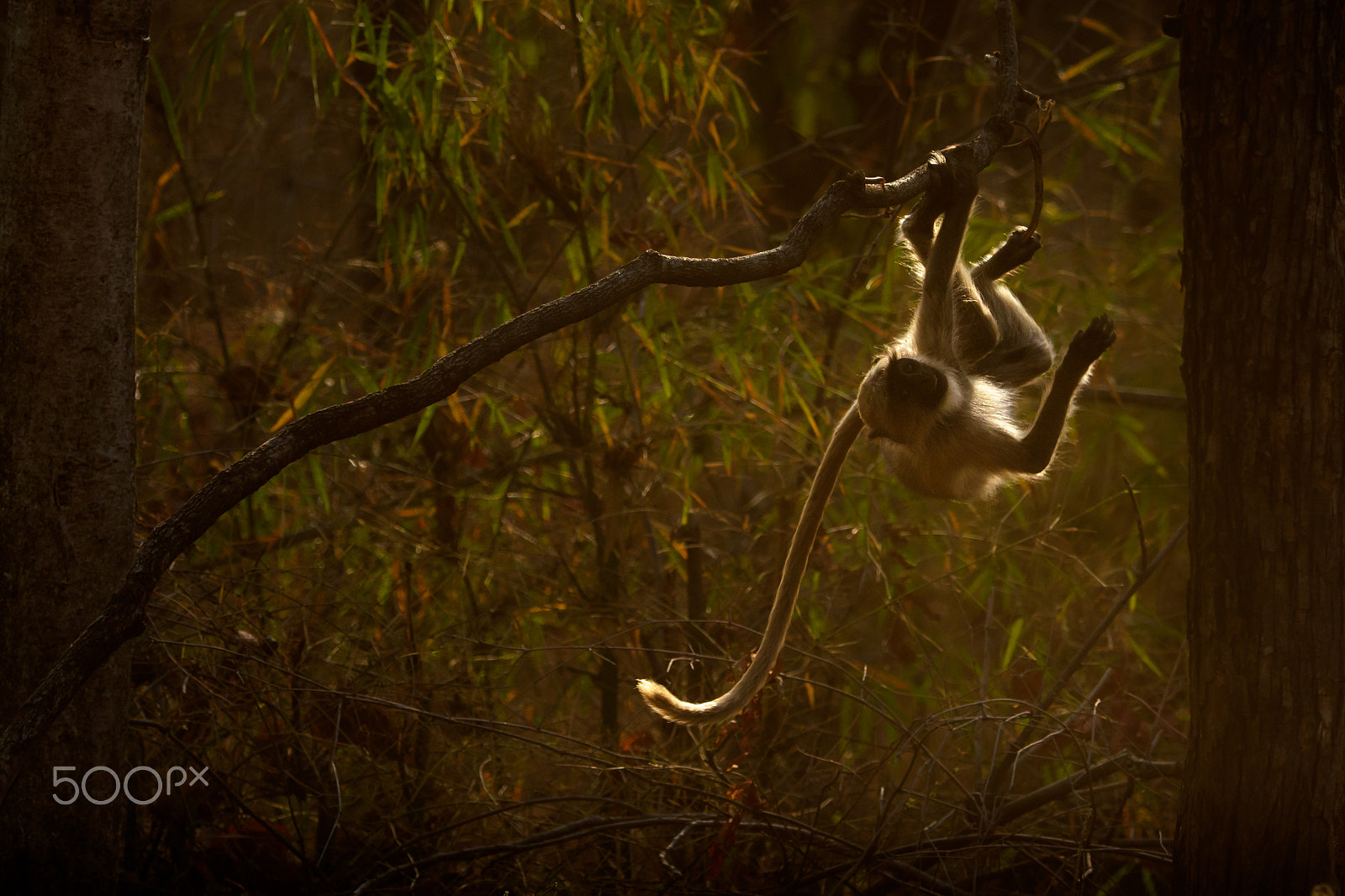 Nikon D500 sample photo. Hang in there photography