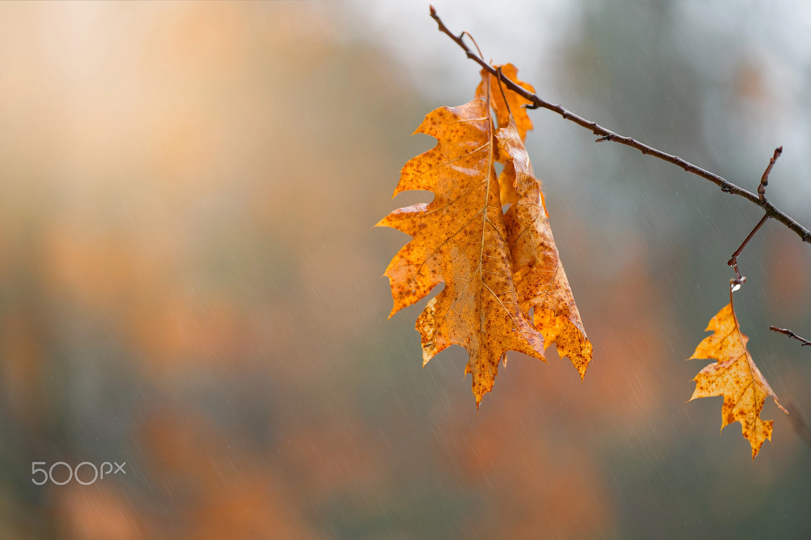 ZEISS Batis 135mm F2.8 sample photo. April showers photography