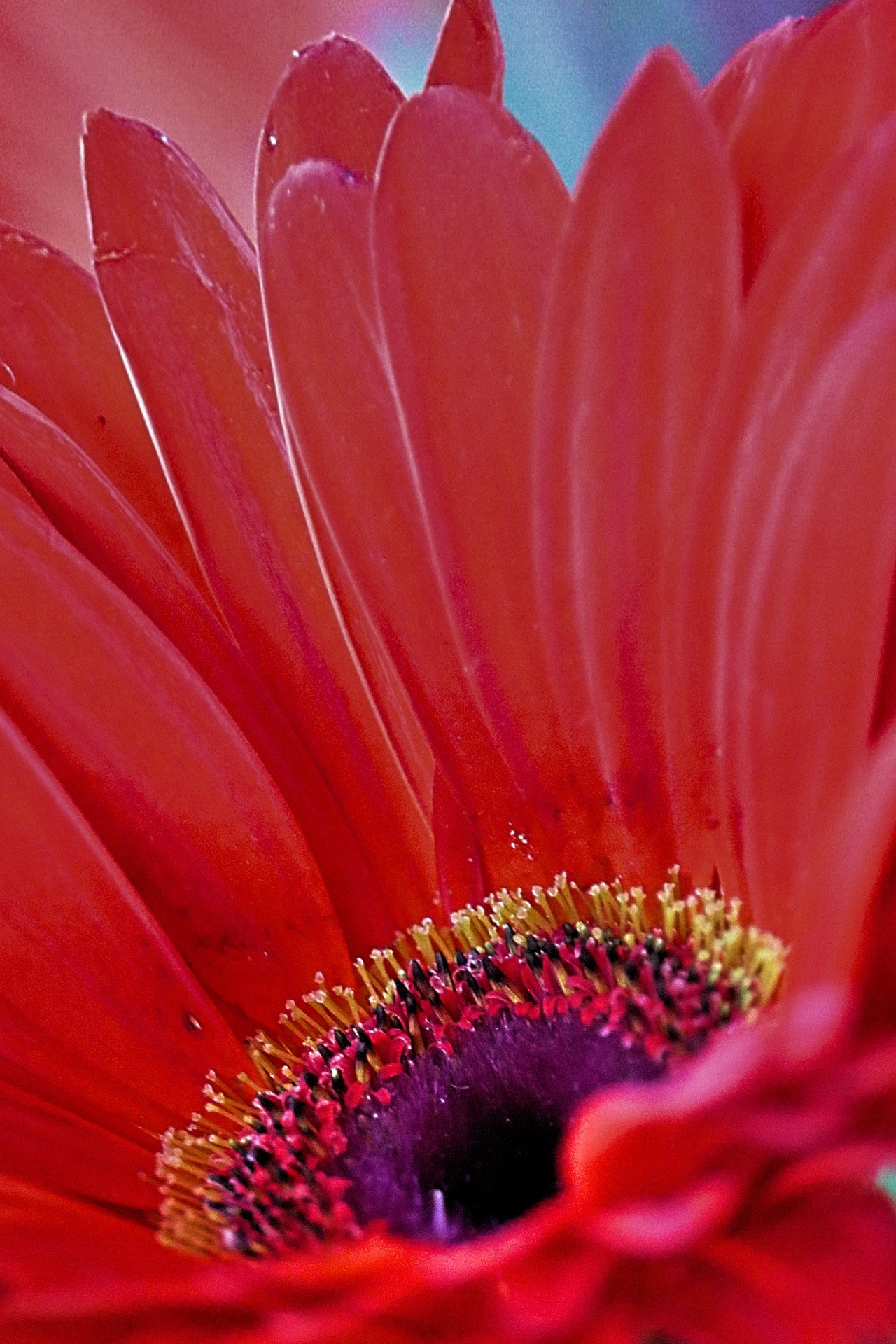 Canon EF-S 55-250mm F4-5.6 IS STM sample photo