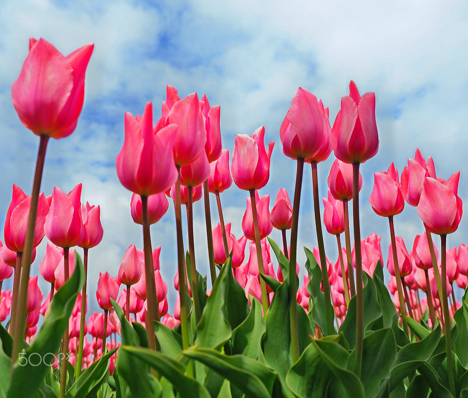 Olympus M.Zuiko Digital ED 12-40mm F2.8 Pro sample photo. Tulips in the netherlands photography