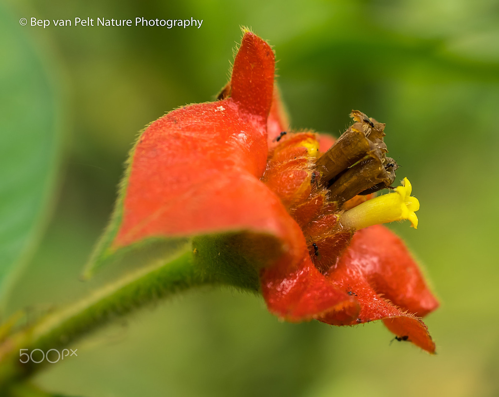 Sigma 50mm F2.8 EX DG Macro sample photo. Flower, called 'hot lips' by locals photography