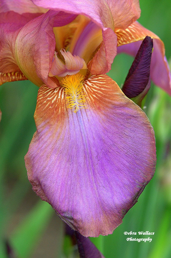 Nikon D300 sample photo. Purple iris photography