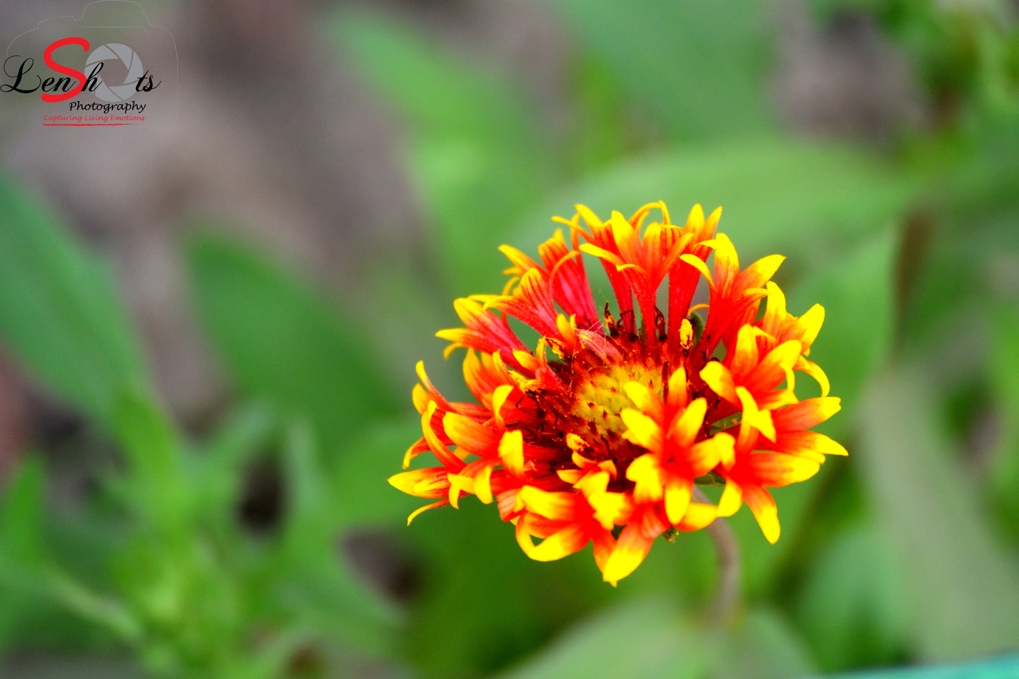 Nikon D3400 sample photo. Dawn flower blooming photography