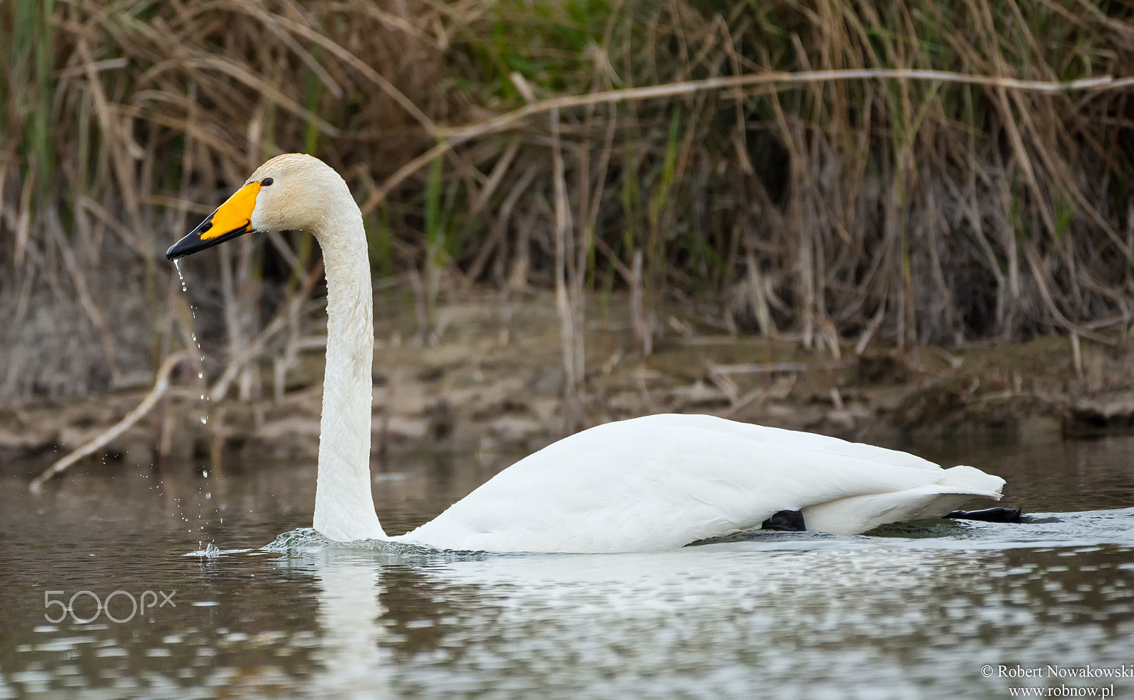 Nikon AF-S Nikkor 200-500mm F5.6E ED VR sample photo. Łabędź krzykliwy z powiatu jędrzejowskiego... photography