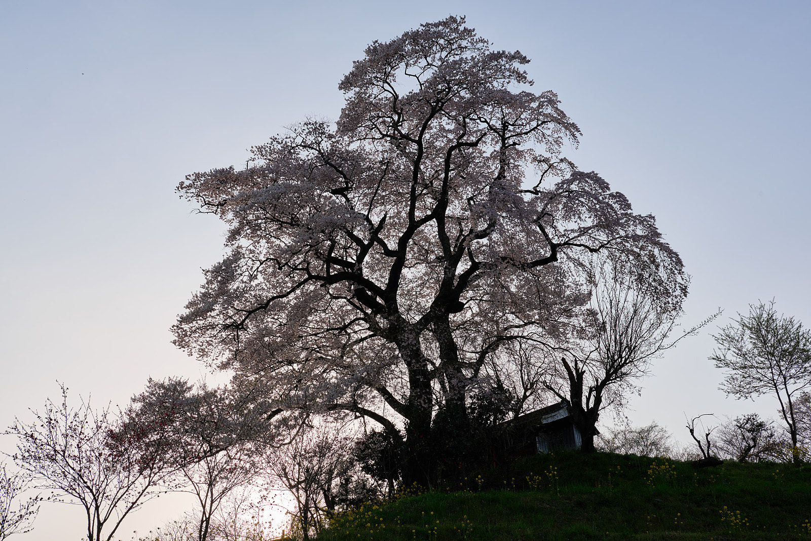 Nikon AF-S Nikkor 24-70mm F2.8G ED sample photo. Couple cherry tree photography