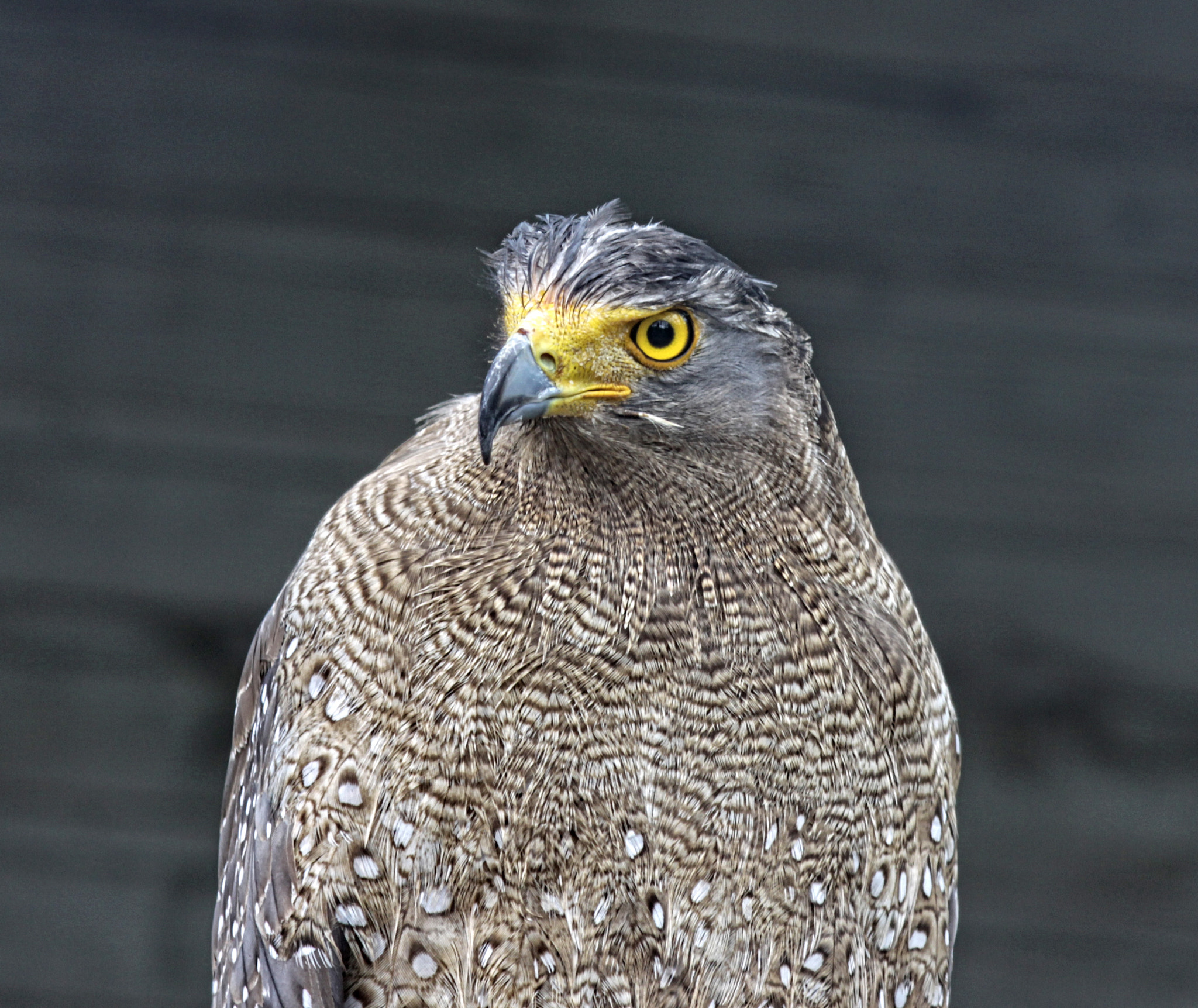 Canon EF-S 55-250mm F4-5.6 IS sample photo. Rf 04 r photography