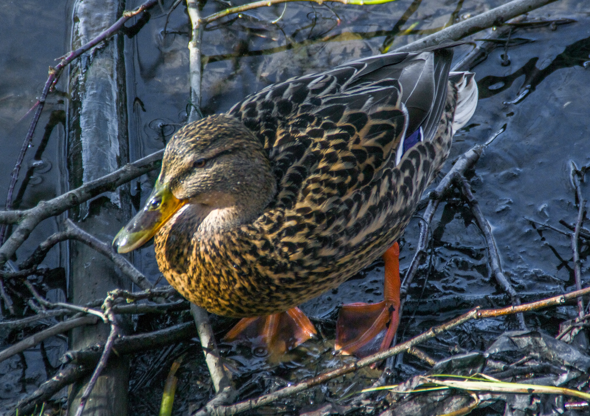 Nikon D3100 sample photo. Mallard photography