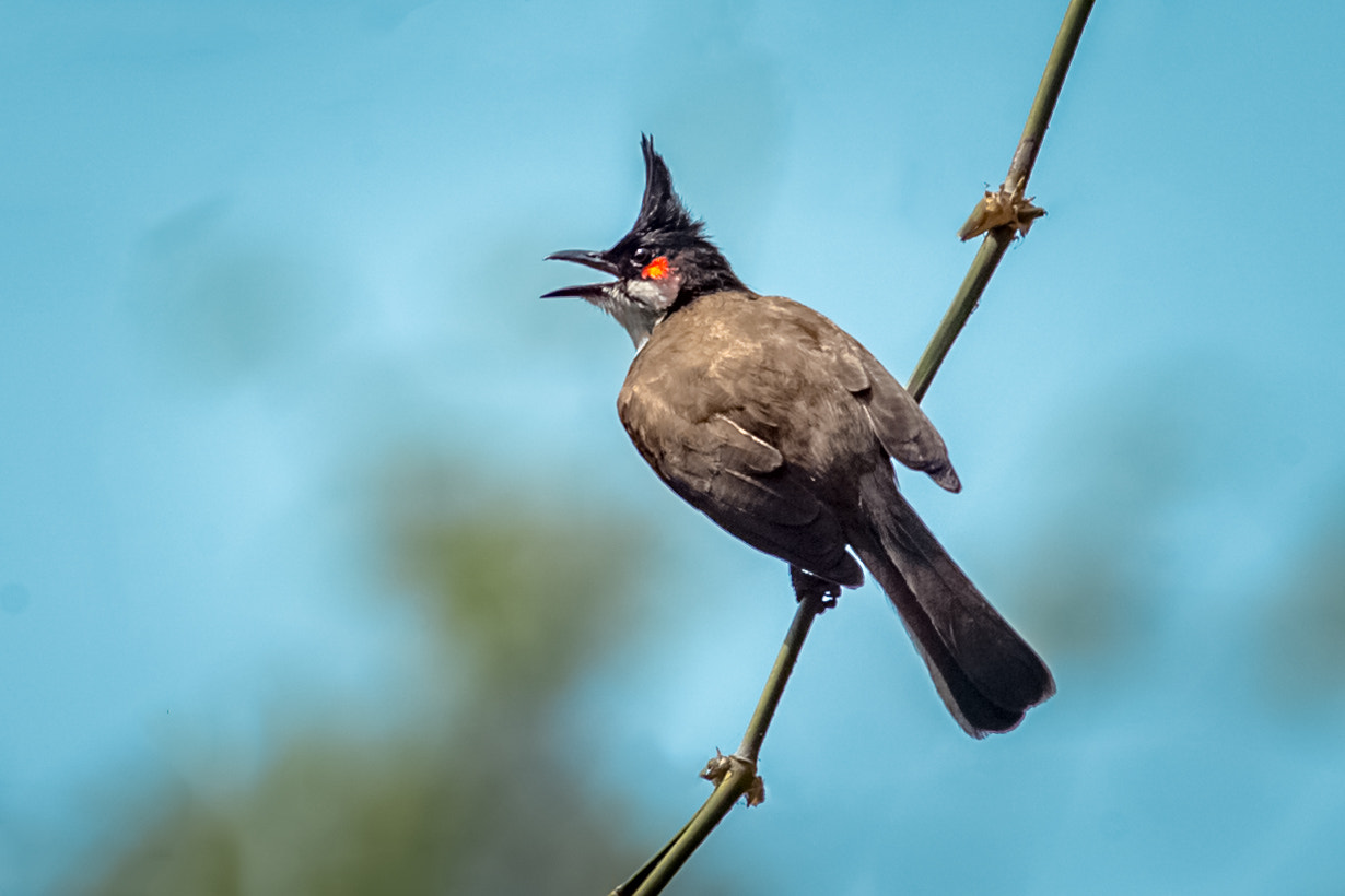 Canon EOS-1D X + Canon EF 400mm F5.6L USM sample photo. Bulbul photography