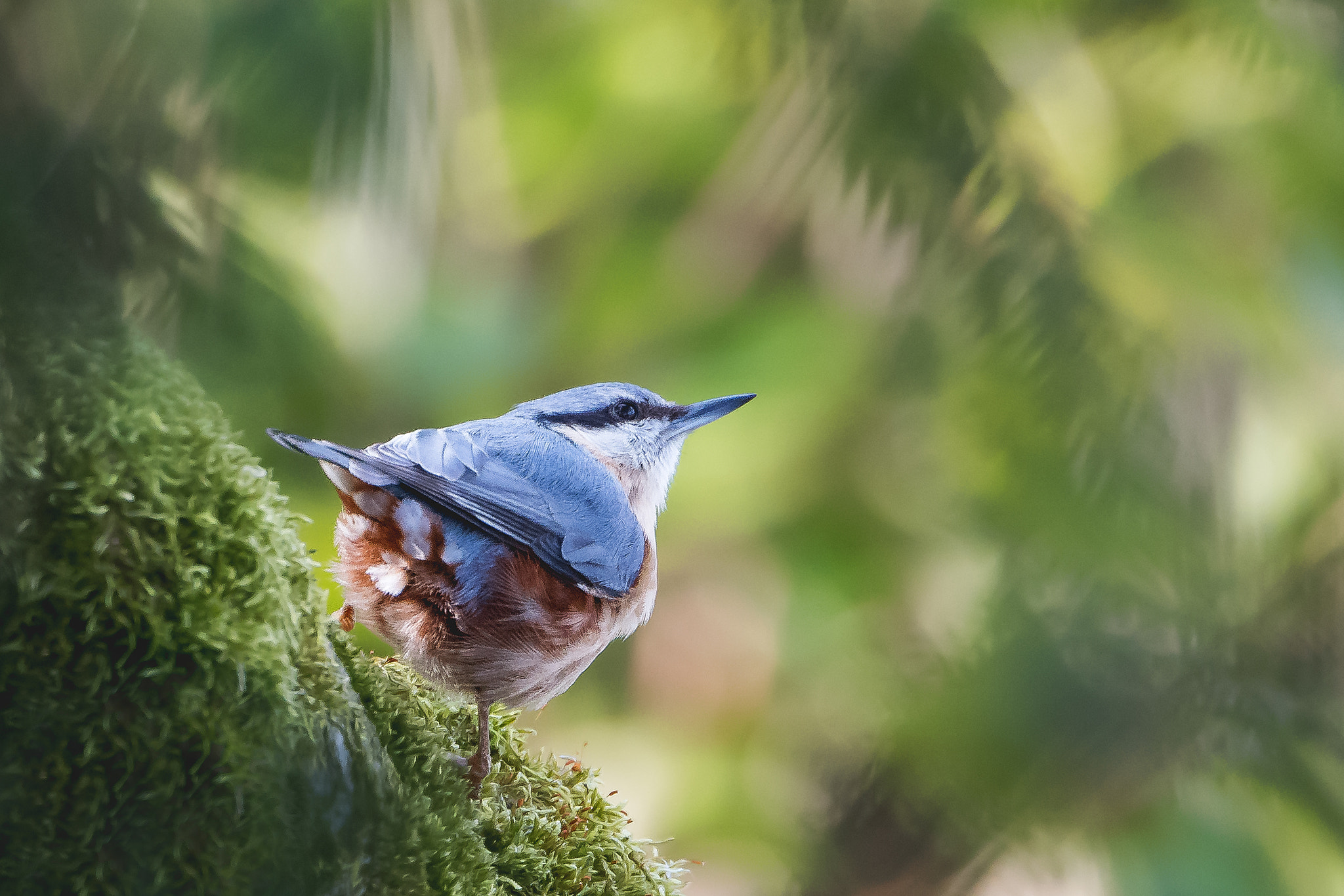 Nikon D500 sample photo. Nuthatch (sitta europaea) photography