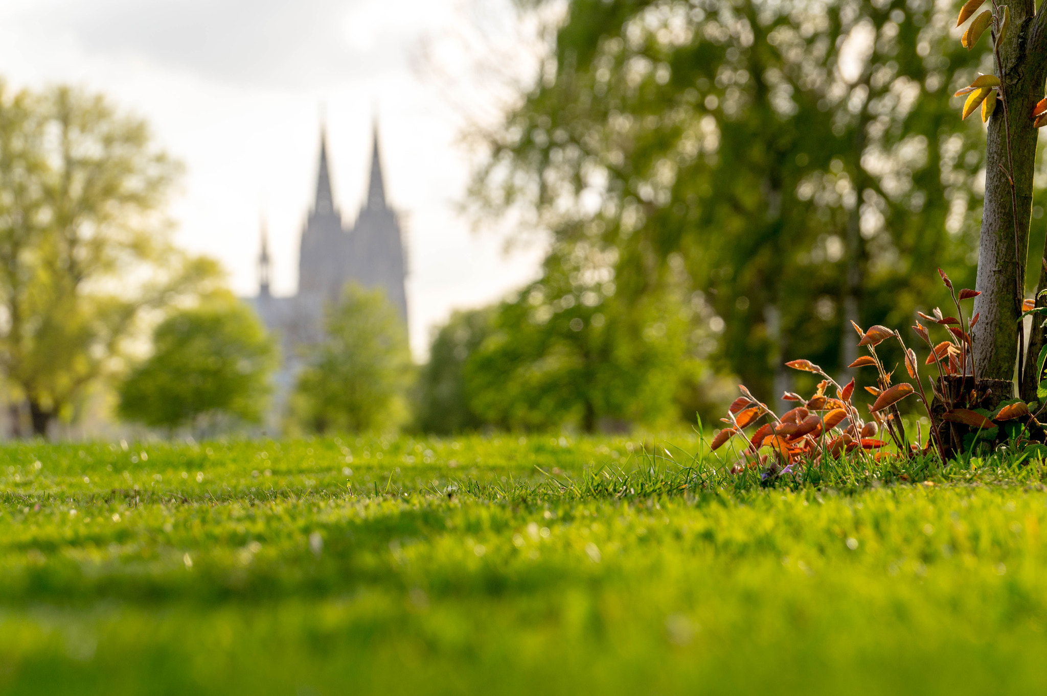 Sony DT 18-135mm F3.5-5.6 SAM sample photo. Rheinpark -1- photography