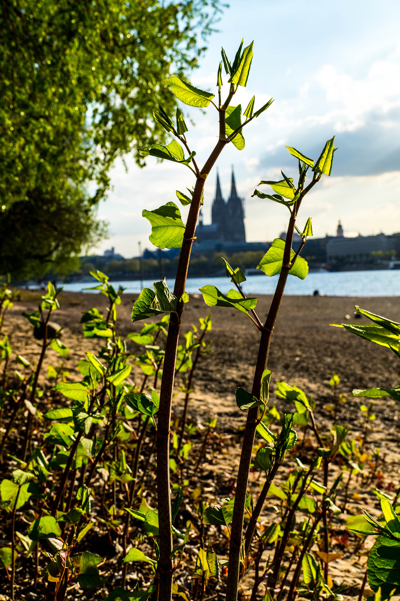 Sony DT 18-135mm F3.5-5.6 SAM sample photo. Rheinpark -2- photography