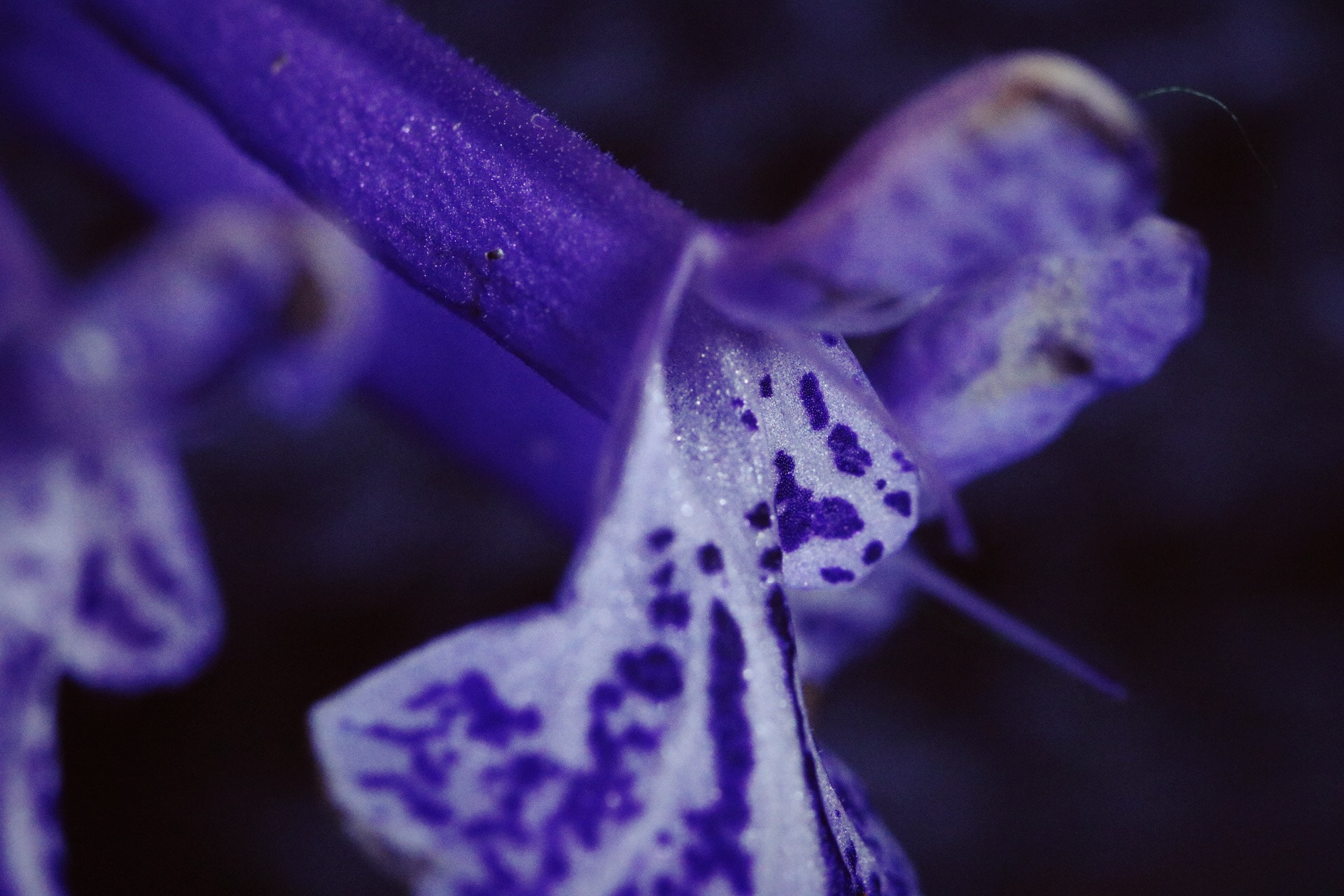 Canon EF 100mm F2.8L Macro IS USM sample photo