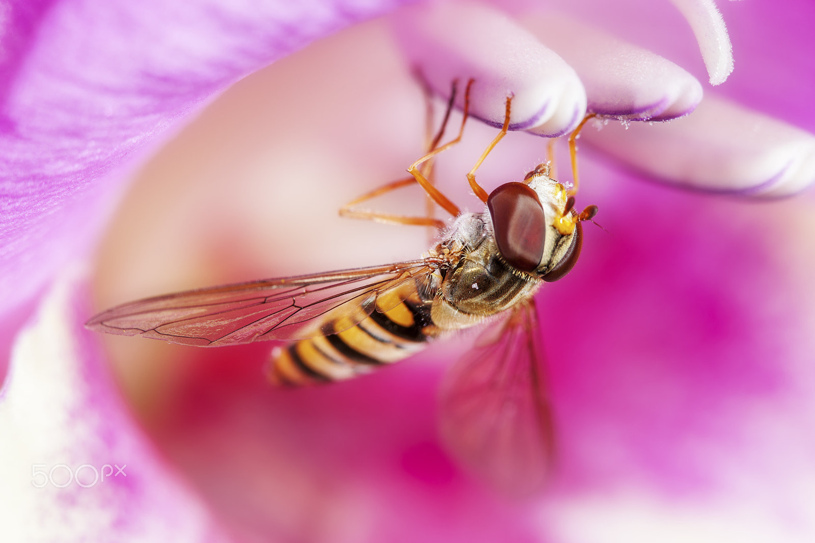 Canon EF 100mm F2.8 Macro USM sample photo. Macro hoverfly photography