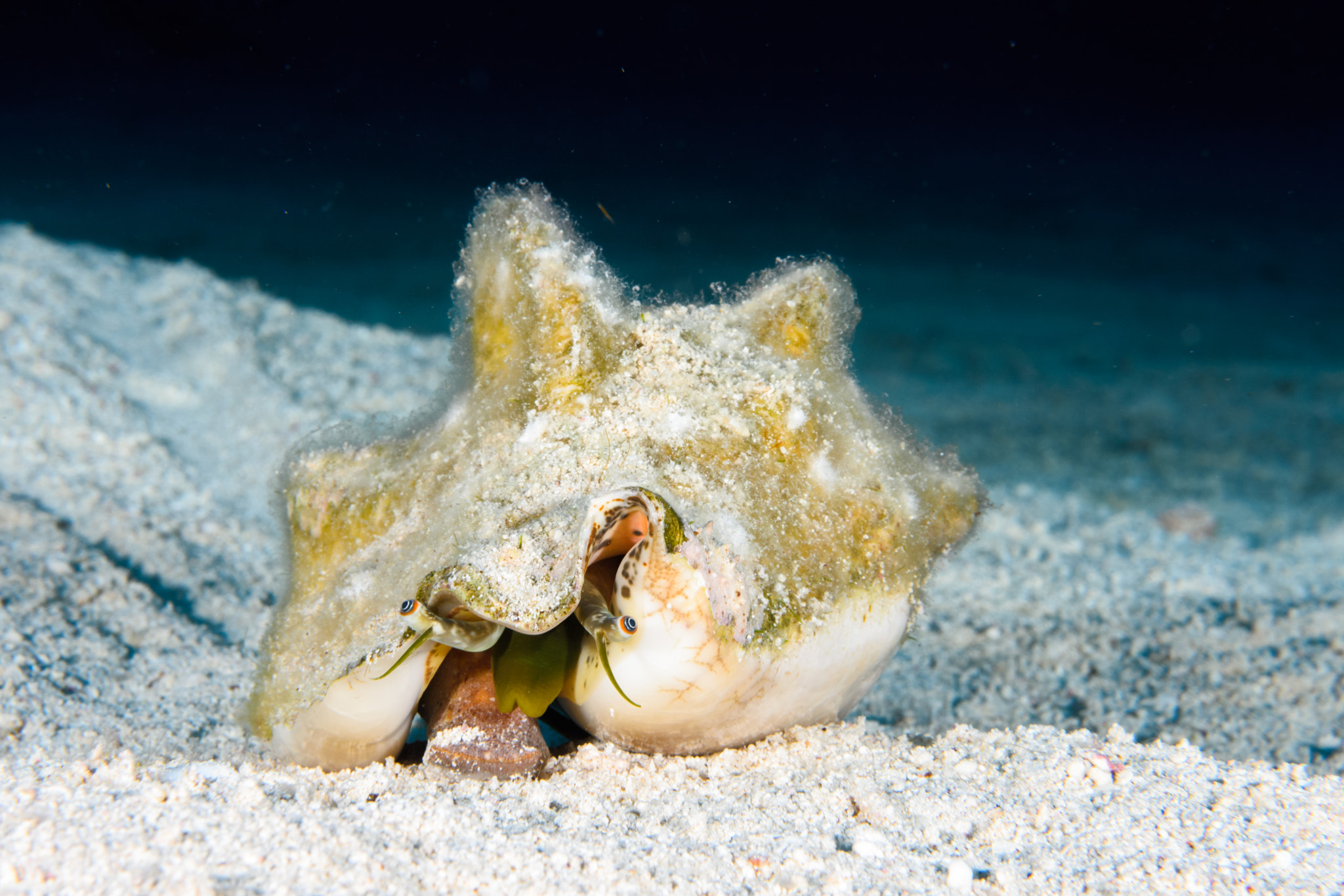 Nikon AF-S Micro-Nikkor 60mm F2.8G ED sample photo. Conch photography