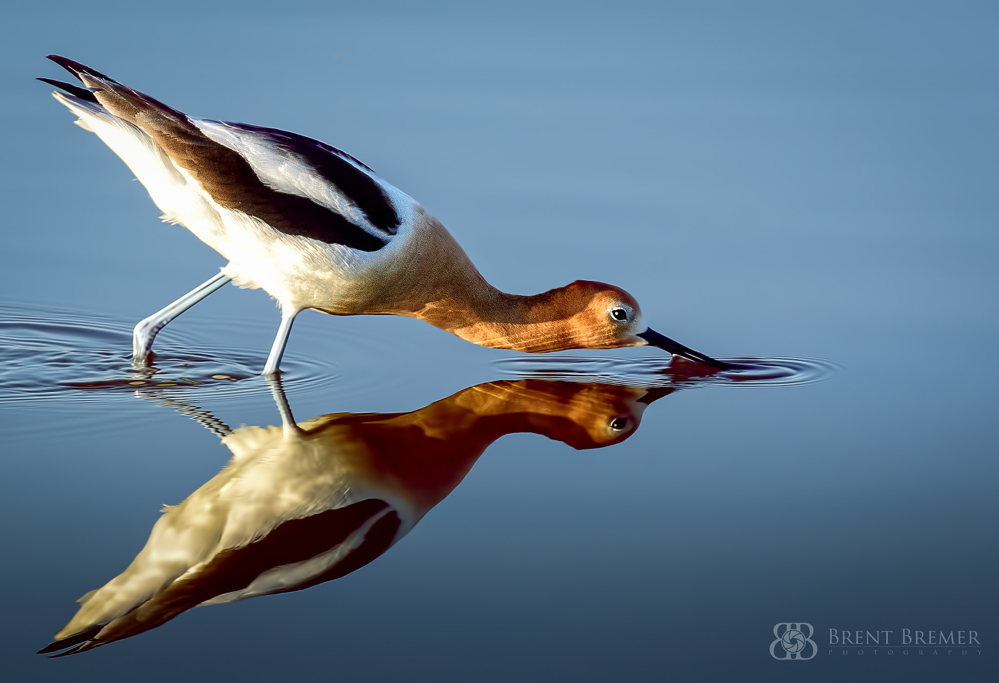 Nikon D7100 sample photo. American avocet feeding photography