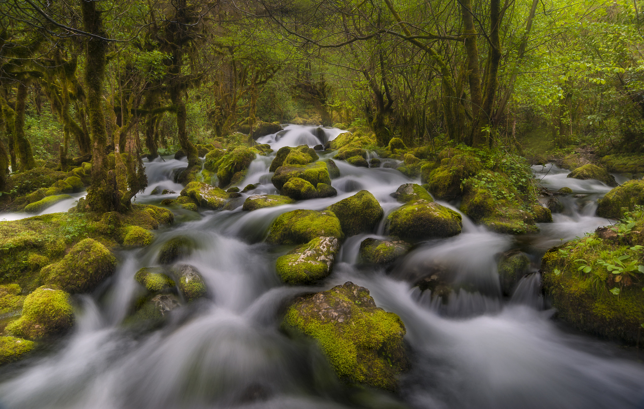 Nikon D3 sample photo. Stream of life... photography