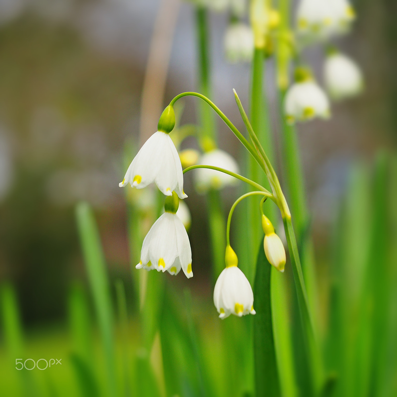 Olympus OM-D E-M1 Mark II sample photo. Spring snowflake in the netherlands photography