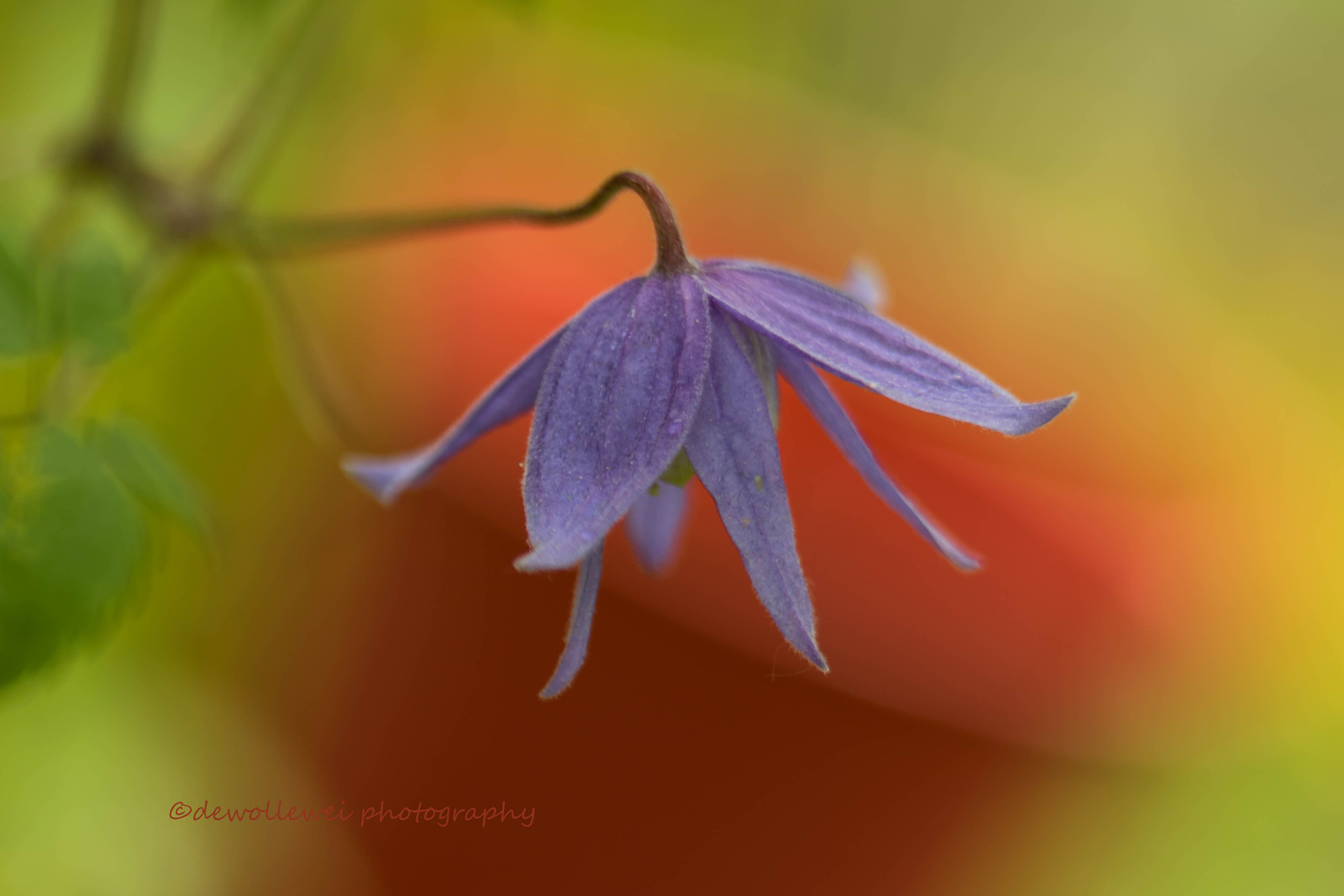 Canon EF 100mm F2.8 Macro USM sample photo. Clematis photography