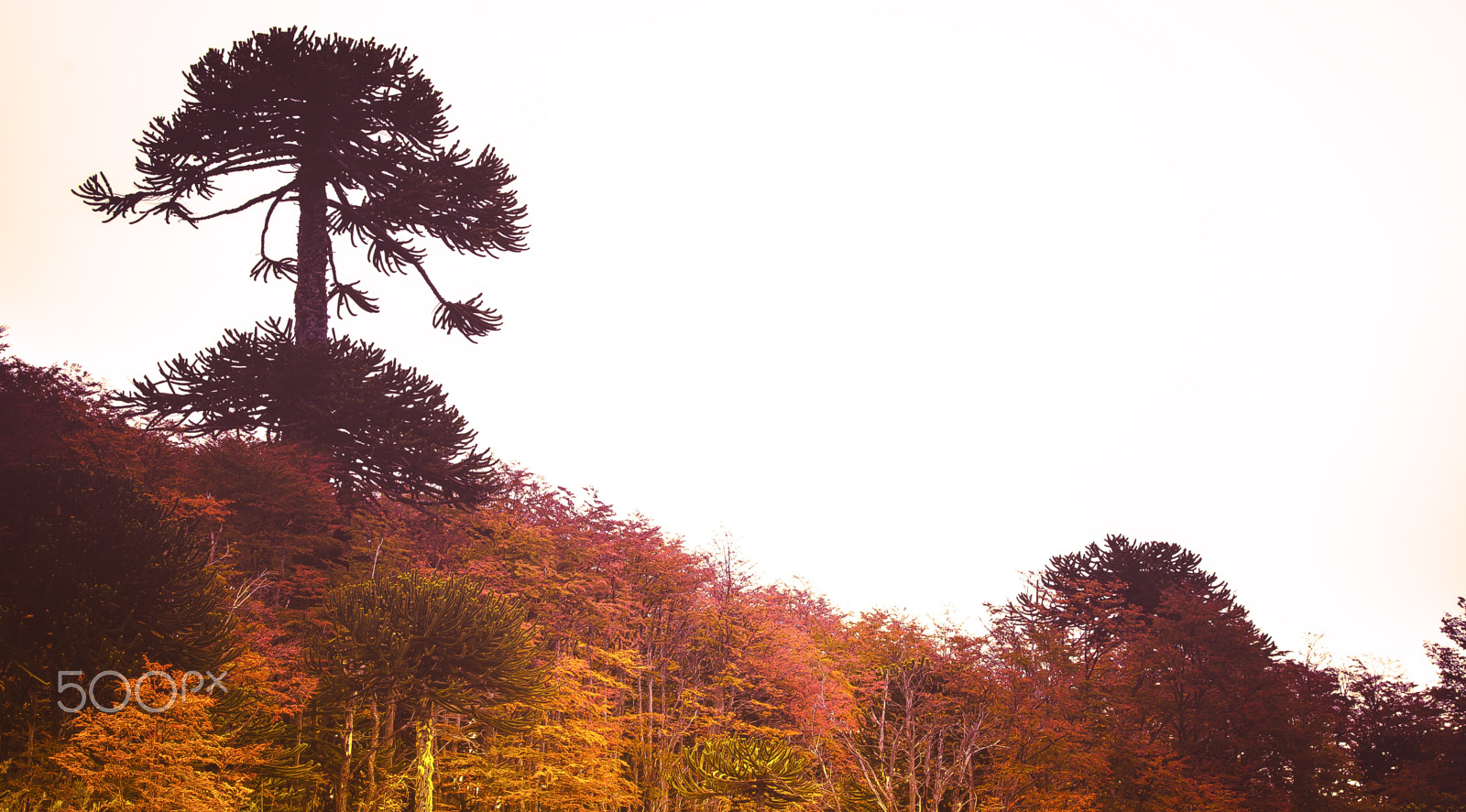 Nikon D7100 sample photo. Autumnal forest photography