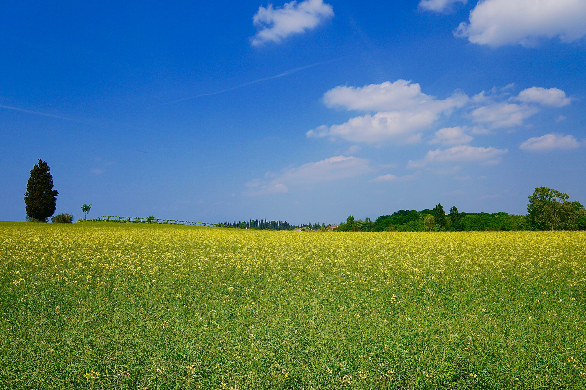 Sony a6300 sample photo. Yellow photography