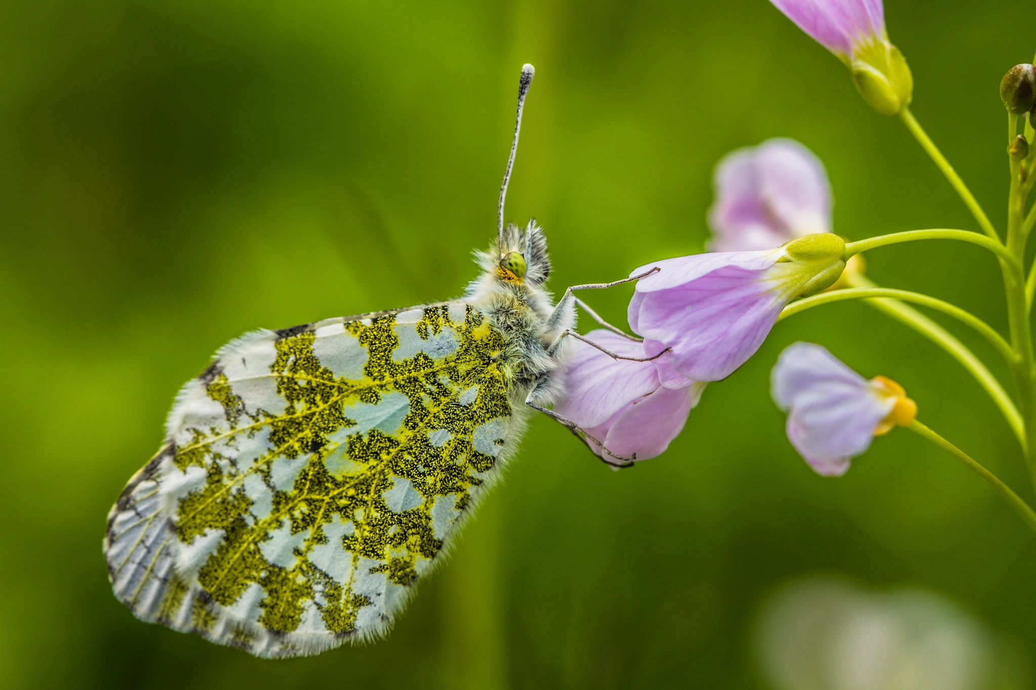Canon EF 100mm F2.8L Macro IS USM sample photo. Butterfly photography