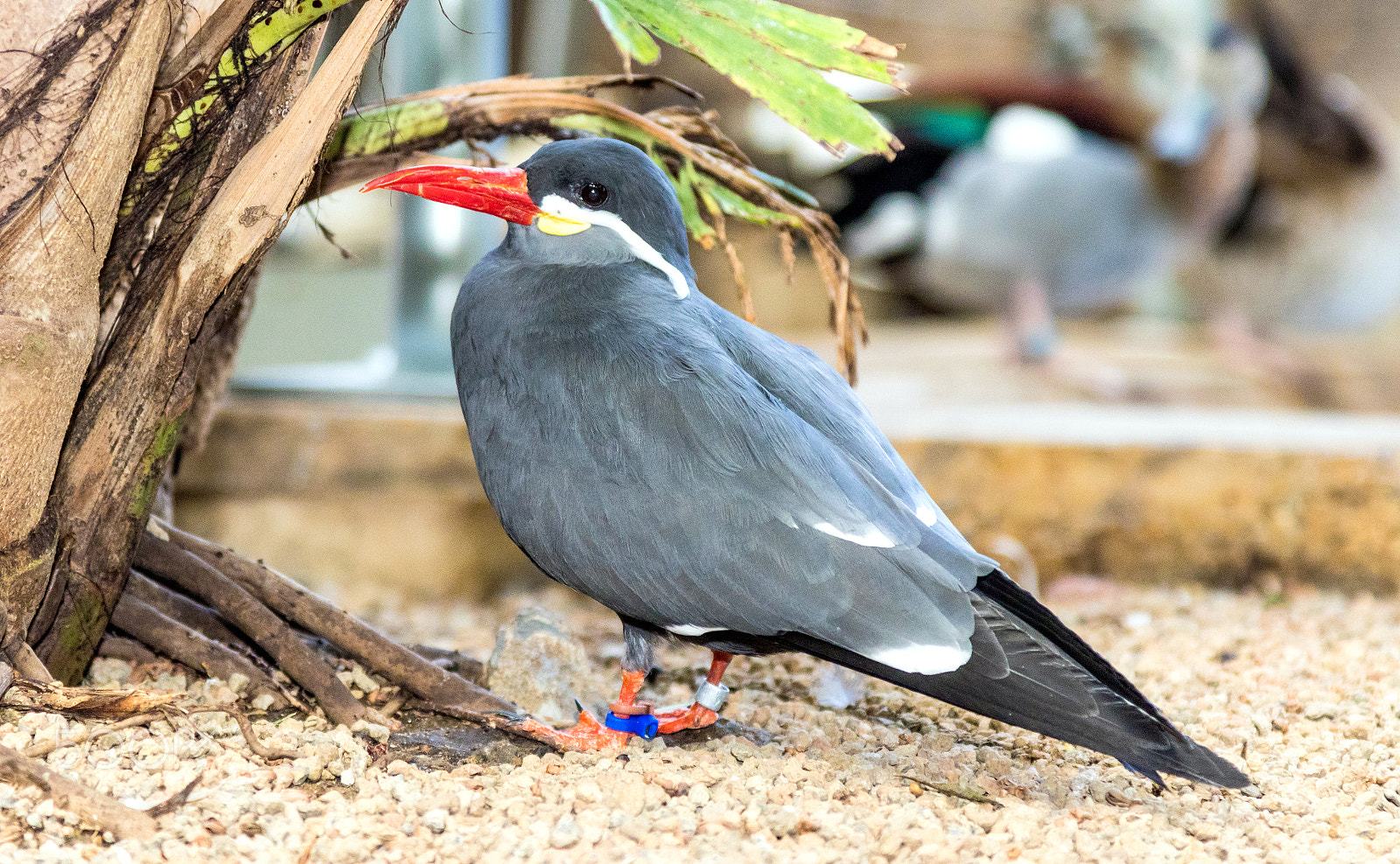 Canon EOS 80D sample photo. Inca tern photography