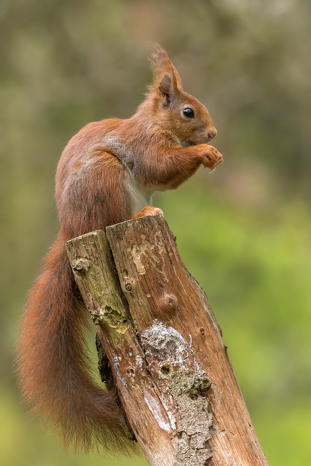 Nikon AF-S Nikkor 200-500mm F5.6E ED VR sample photo. Red squirrel photography